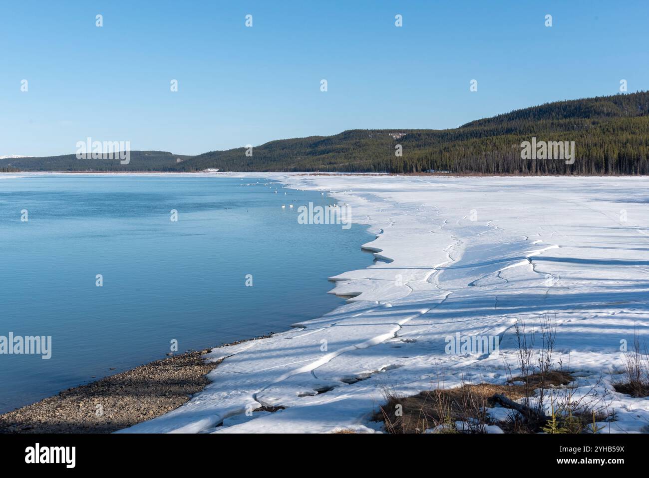Blick auf den schmelzenden und tauenden Yukon River außerhalb von Whitehorse im Yukon Territory. Aufgenommen im April mit borealem Waldhintergrund Stockfoto