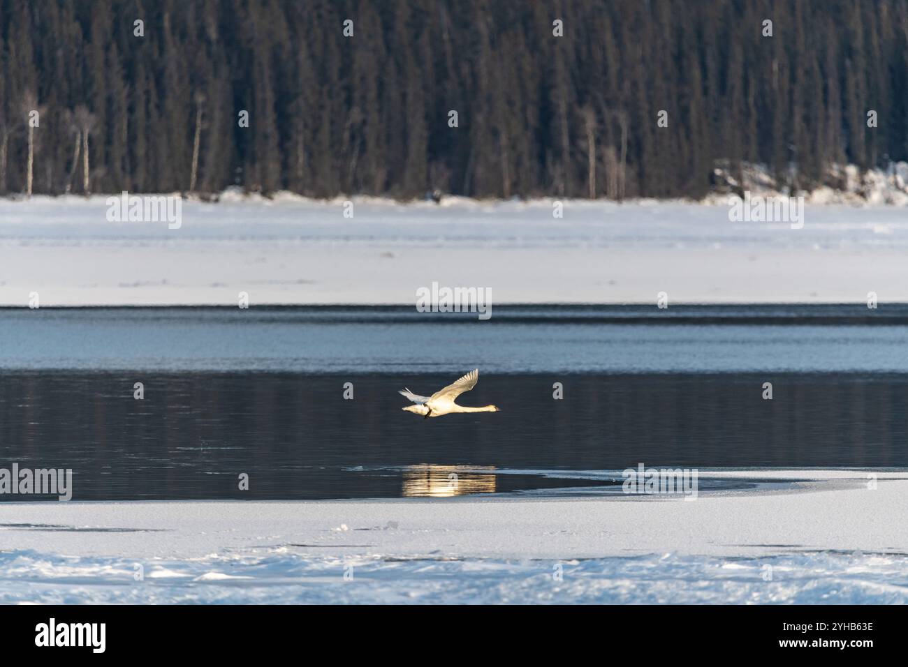 Jährliche Schwänenwanderung im Norden Kanadas mit Tundra, Trompeterschwan im Yukon-Territorium, Kanada. Aufgenommen im April, Frühlingszeit in Tagish. Stockfoto