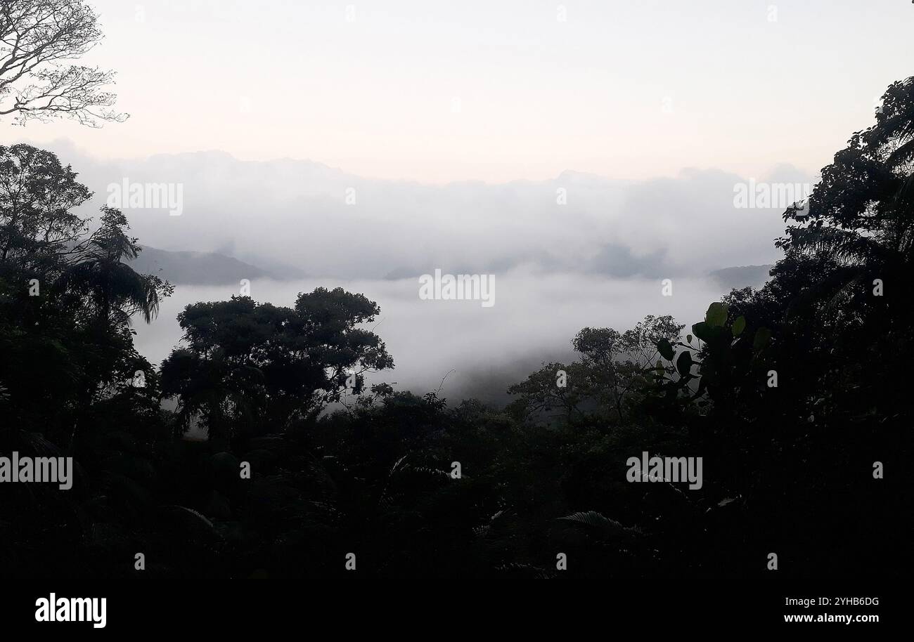 Blick auf den Wald bei bewölktem Wetter im Tijuca Nationalpark Stockfoto