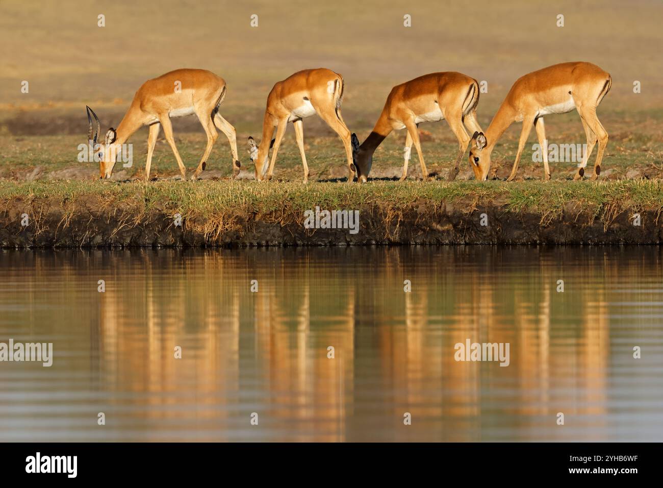 Impala Antilopen (Aepyceros melampus) mit Reflexion im Wasser, Chobe Nationalpark, Botswana Stockfoto