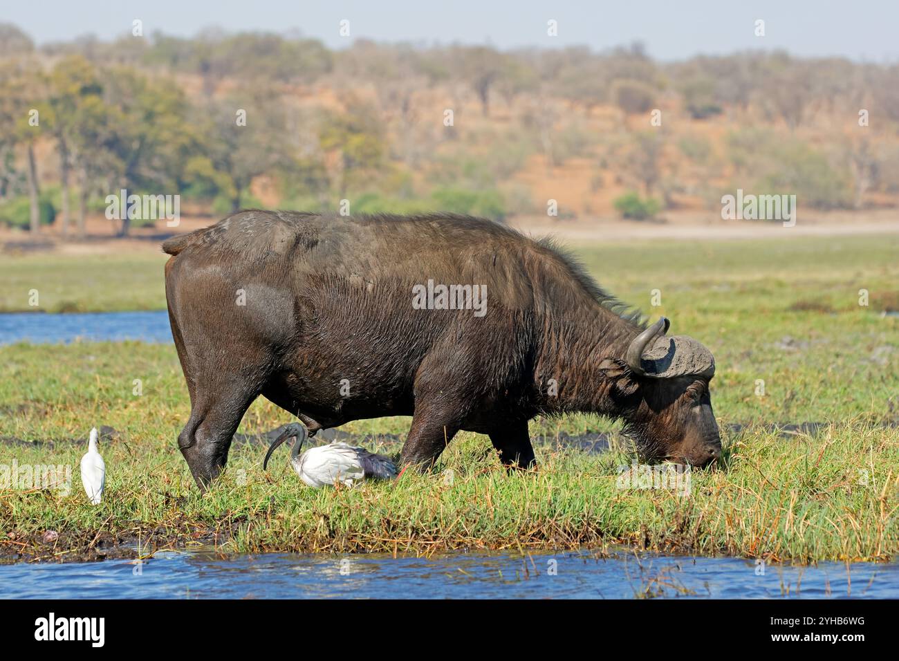 Ein afrikanischer Büffel (Syncerus Caffer) weidet im Chobe-Nationalpark, Botswana Stockfoto