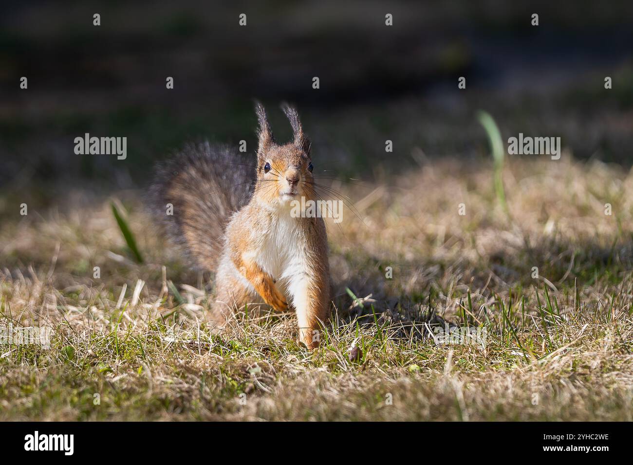 Rotes Eichhörnchen im Wintermantel. Porträt des roten Eichhörnchens (Sciurus vulgaris), das auf einem Rasen sitzt. Stockfoto