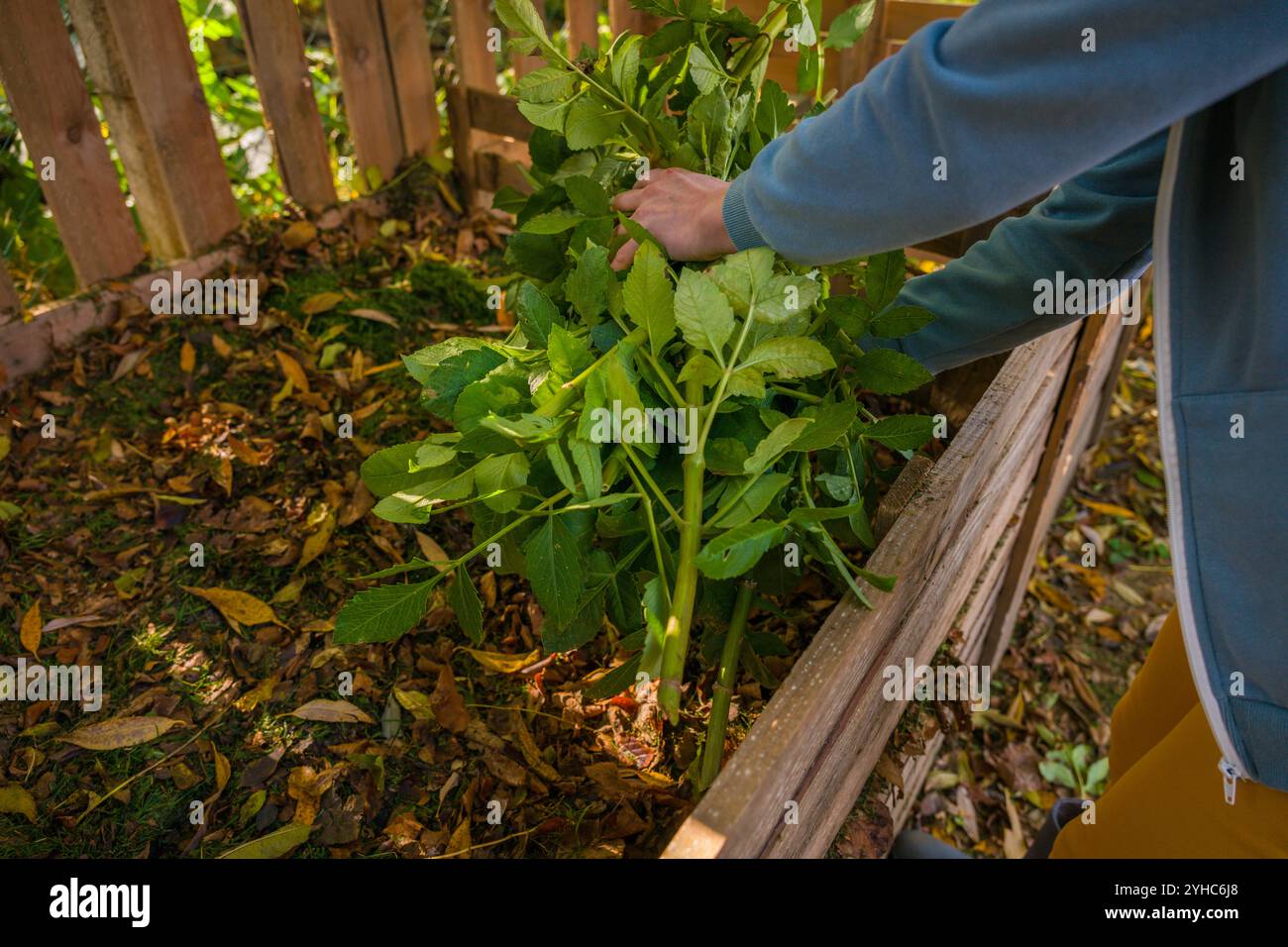 Kompostierung und nachhaltiger ökologischer Gartenbau. Gärtnerin, die Pflanzenabfälle aus grünem Garten in einen selbstgebauten Gartenkompostierkorb bringt. Recycling von Biowast Stockfoto