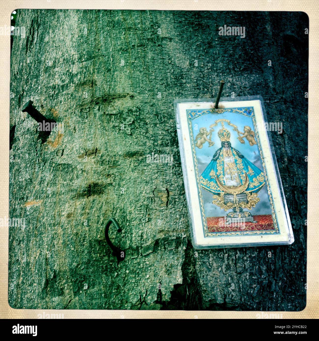 Ein Bild der Jungfrau San Juan de los Lagos schmückt den Stamm eines Baumes in einer Straße im Viertel Roma Norte, Mexiko-Stadt, 10. Oktober 2012. BITTE BEACHTEN SIE: Dieses Bild Stockfoto