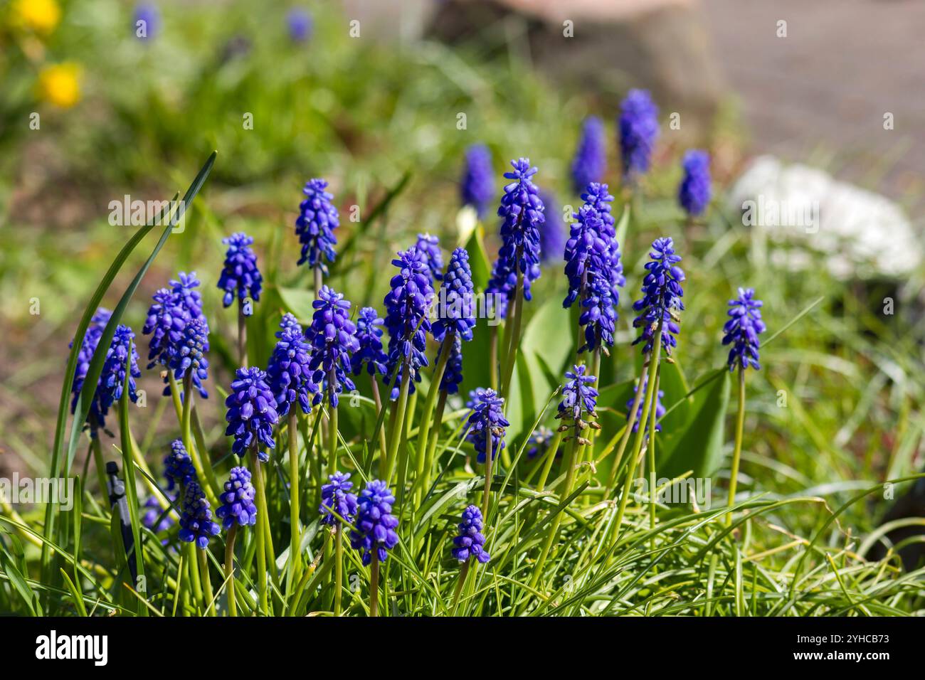 Muscari neglectum, bekannt als Traubenhyazinthe, Frühling im Garten Stockfoto