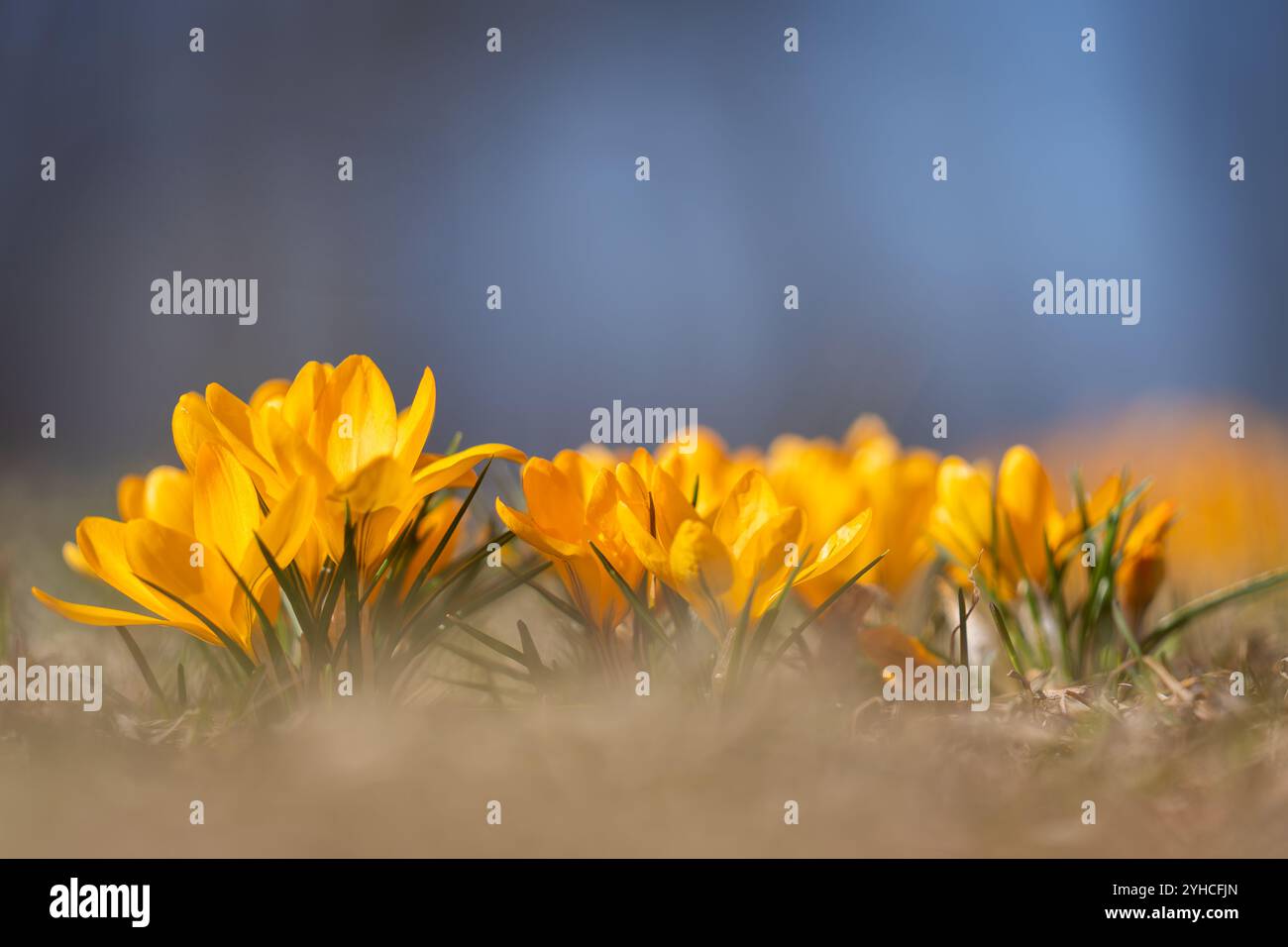 Gelbe Krokusblüten blühen im Frühjahr auf einer Wiese. Abstrakter floraler Hintergrund, gelbe Krokusblüten. Hintergrund mit Makroblumen für Markendesign. Stockfoto