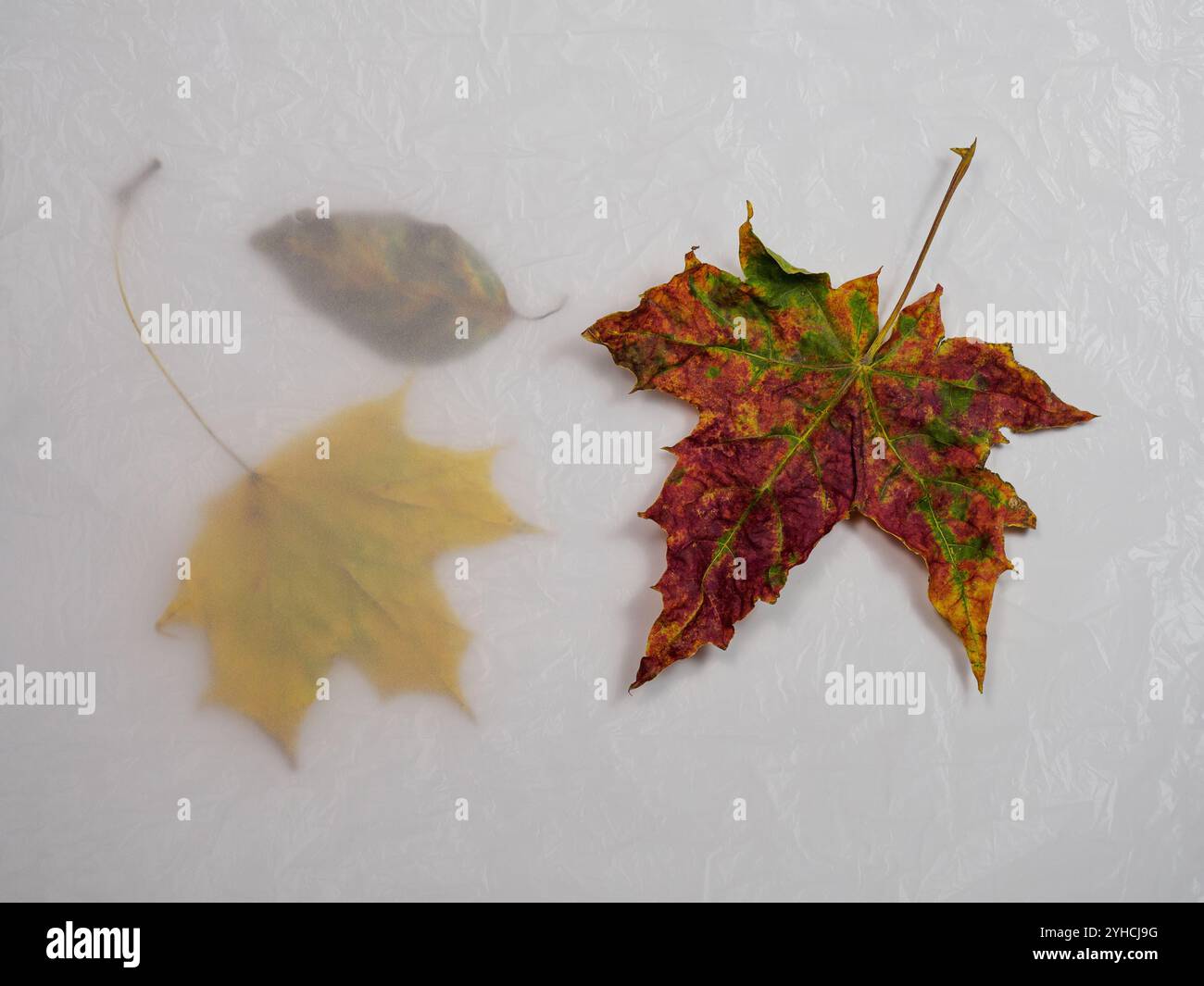 Stillleben, herbstliche bunte Blätter, zarter matter, trüber Hintergrund mit kontrastierendem Vordergrund, Platz für Text, Draufsicht Stockfoto