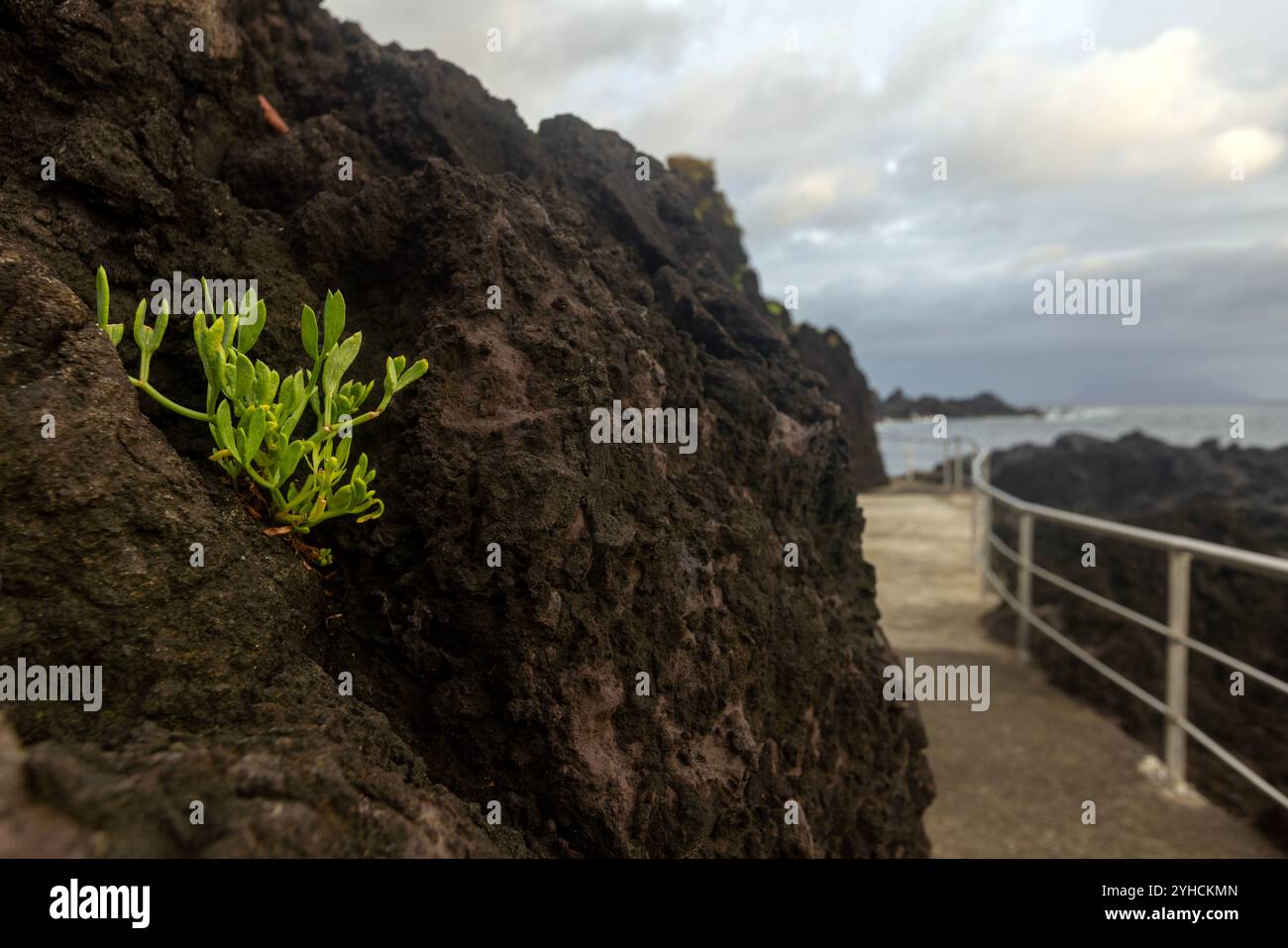 Lavaschwimmbäder in Santa Cruz das Flores, Azoren. Stockfoto
