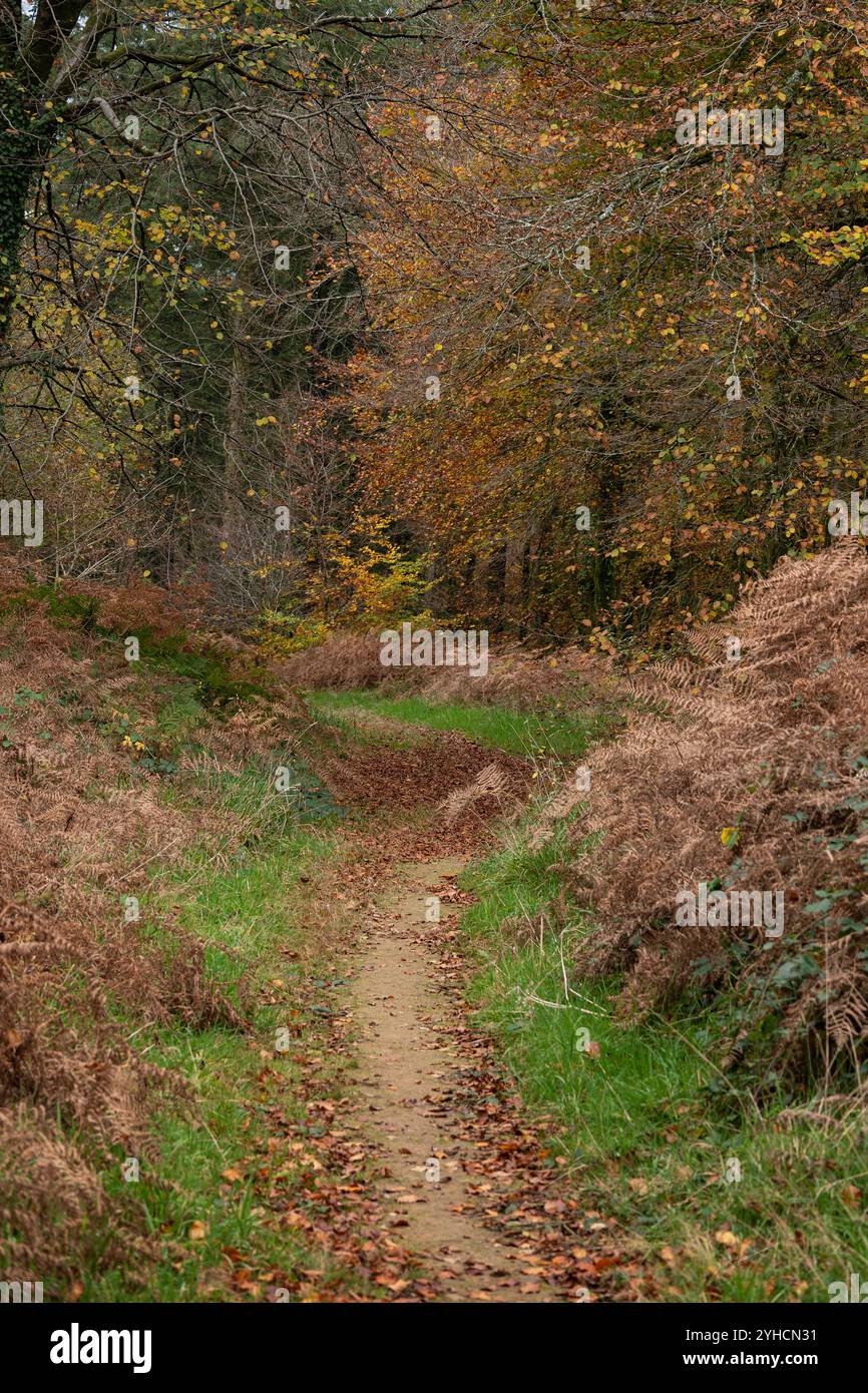 Pfad durch die wunderschönen Herbstwälder Stockfoto