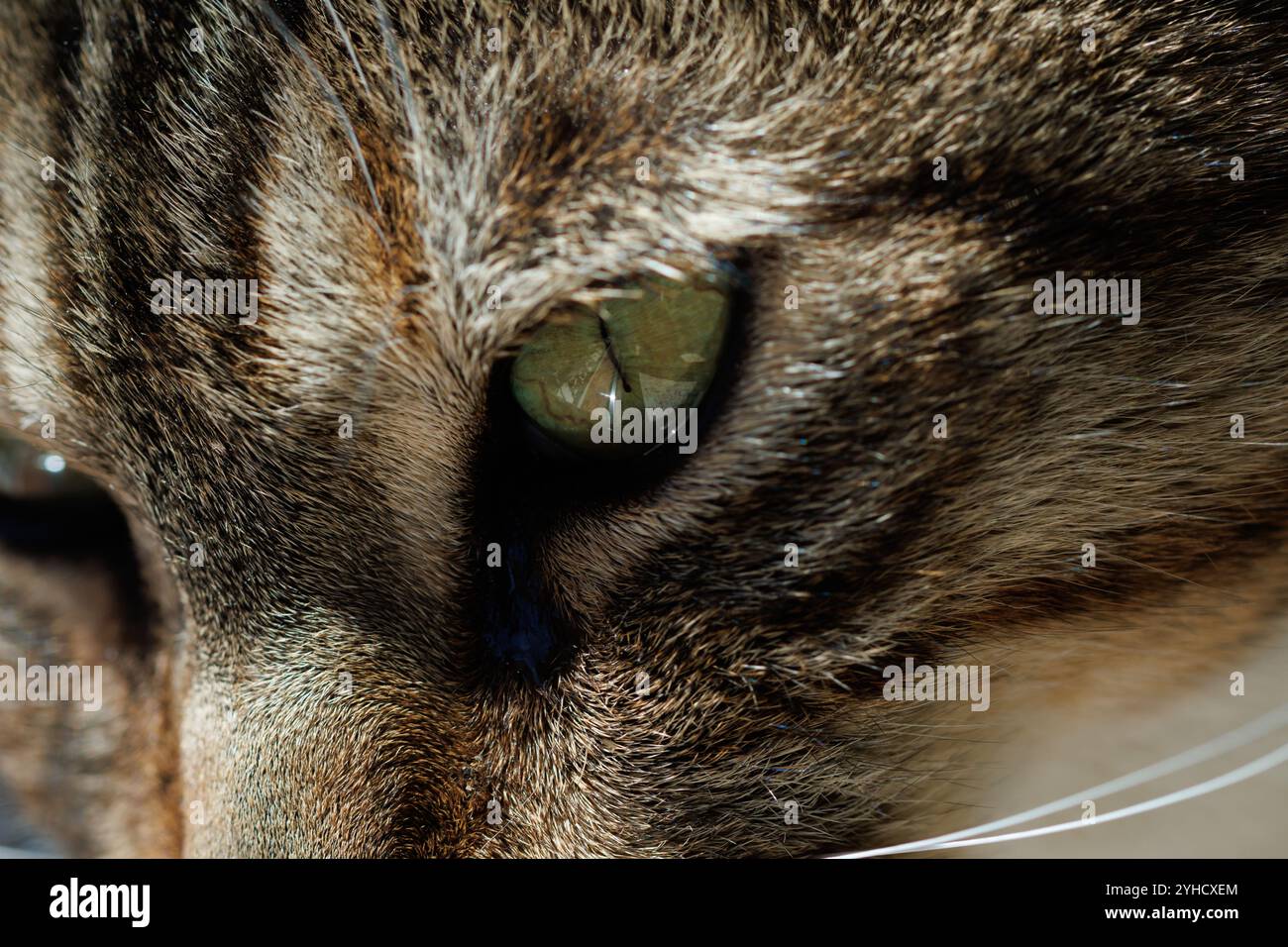 Nahaufnahme einer Tabby cat Stockfoto