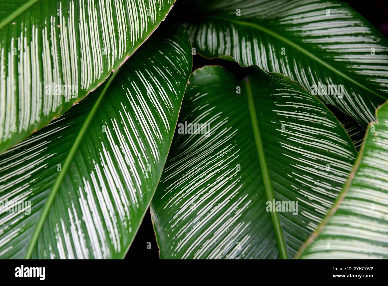 calathea network musaica Calathea Network | Calathea musaica | Goeppertia kegeljanii main image 0