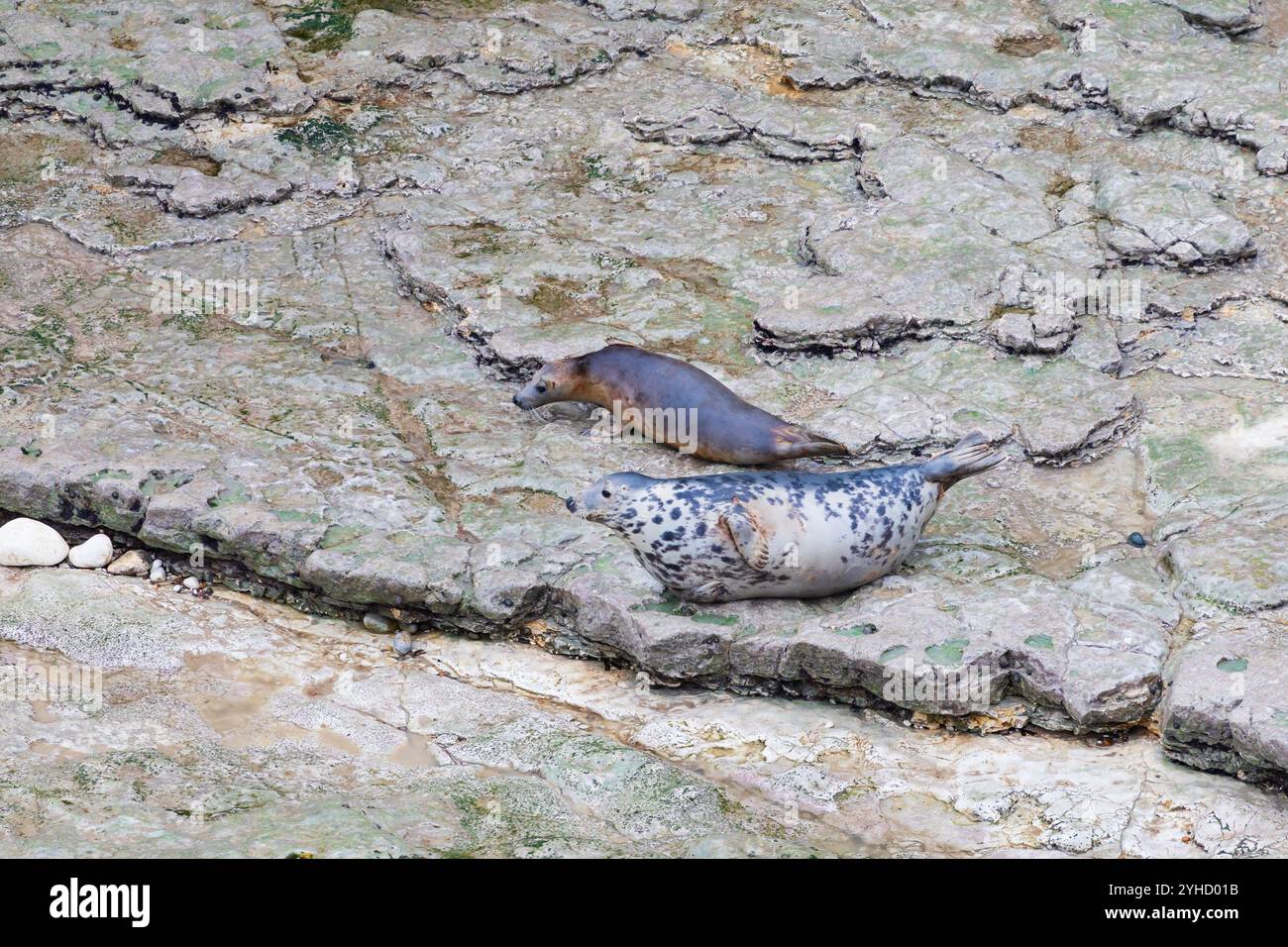 Graurobbe, Hahchoerus grypus atlantic, Mutterkuh und Welpen, Kolonie in Flamborough Head, Outer Headland Naturschutzgebiet, ssi, Bridlington, East Yorkshir Stockfoto
