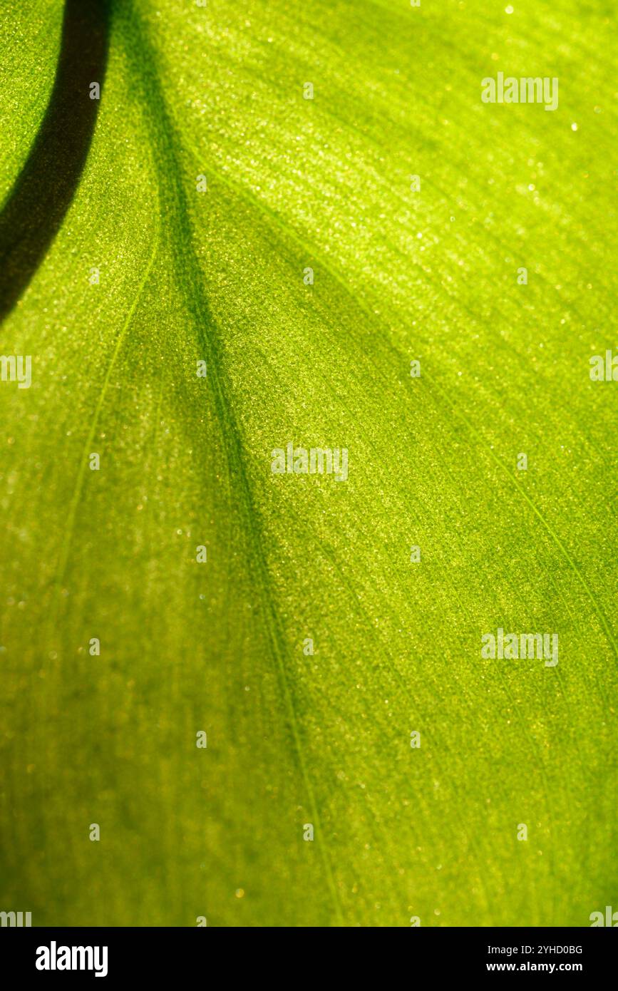 Grünes Blatt selektiver Fokus mit Licht dahinter Stockfoto