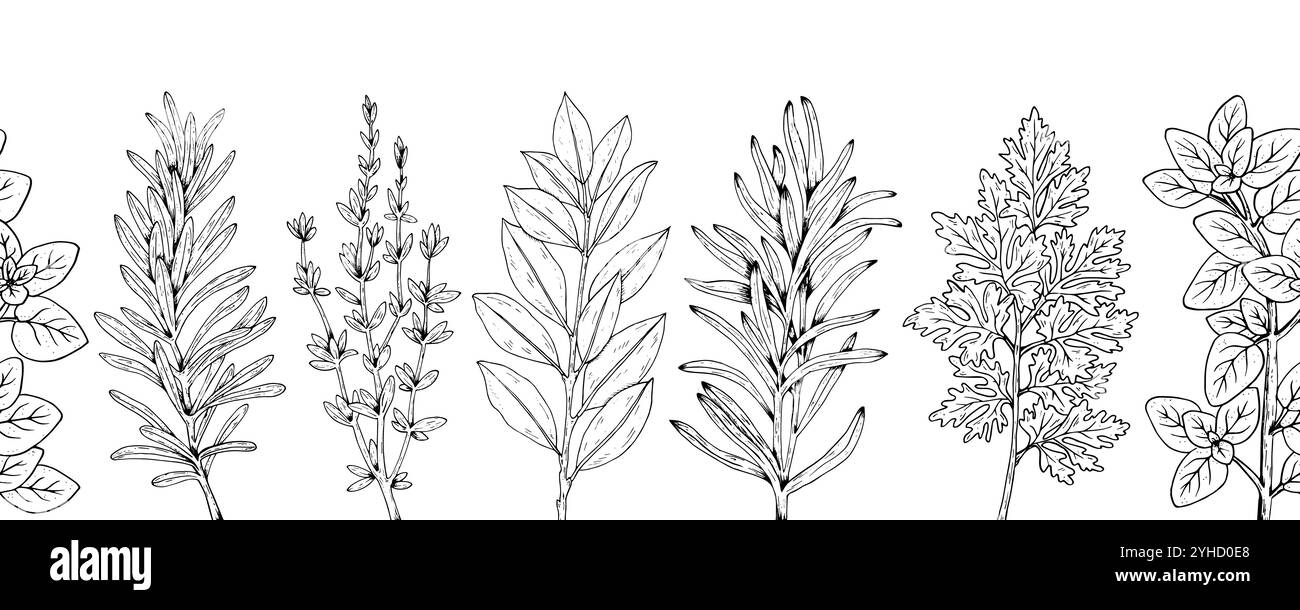 Grafik Vektor botanisches nahtloses horizontales Muster mit Rosmarin, Thymian, Estragon, Petersilie, Lorbeer, Oregano. Schwarzer Streifen mit Kräutern und Gewürzen Stock Vektor