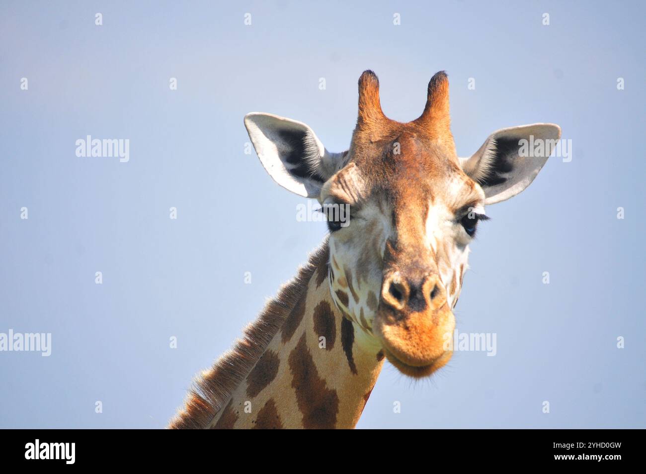 Rothschild Giraffe Porträt im Murchison Falls National Park, Uganda Stockfoto