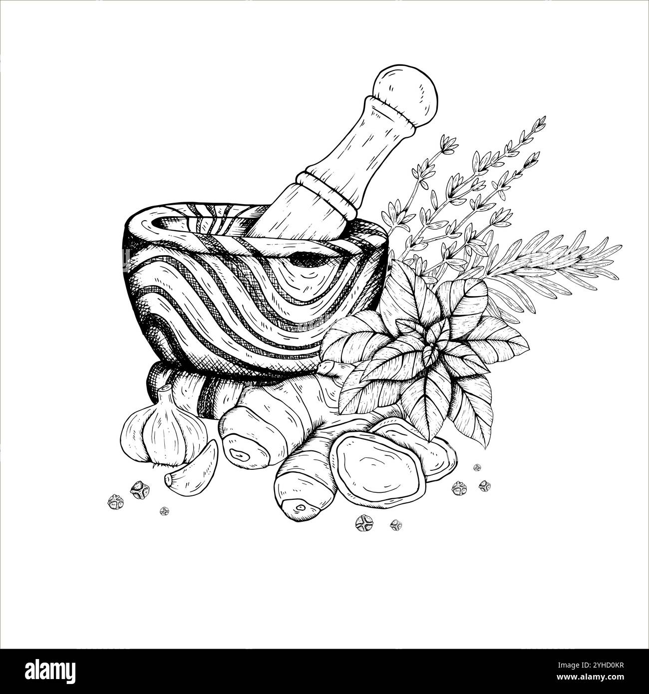 Grafiken Vektor botanische Illustrationen mit Rosmarin, Thymian, Basilikum, Ingwer, Knoblauch, schwarzer Pfeffer, Mörser, Stößel. Schwarze Linienskizze mit Kräutern und sp Stock Vektor