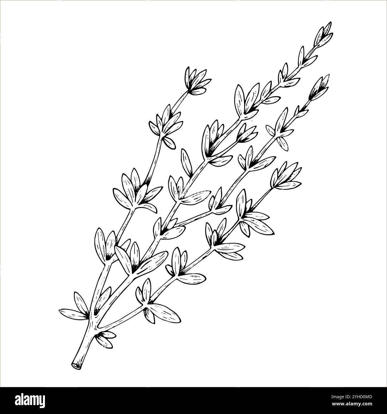 Botanische Illustrationen des Grafikvektors mit Thymian. Schwarze Linie mit Kräutern und Gewürzen. Zwei Ausführungen - mit und ohne Füllung Stock Vektor