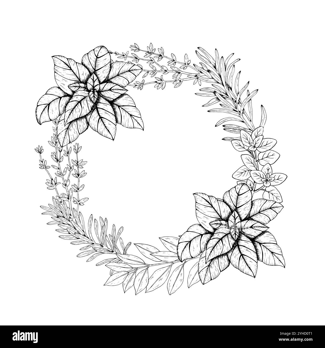 Grafik Vektor Botanische Illustrationen mit Rosmarin, Thymian, Basilikum, Estragon, Lorbeer, Oregano. Schwarzer Spitzenkranz mit Kräutern und Gewürzen. Stock Vektor
