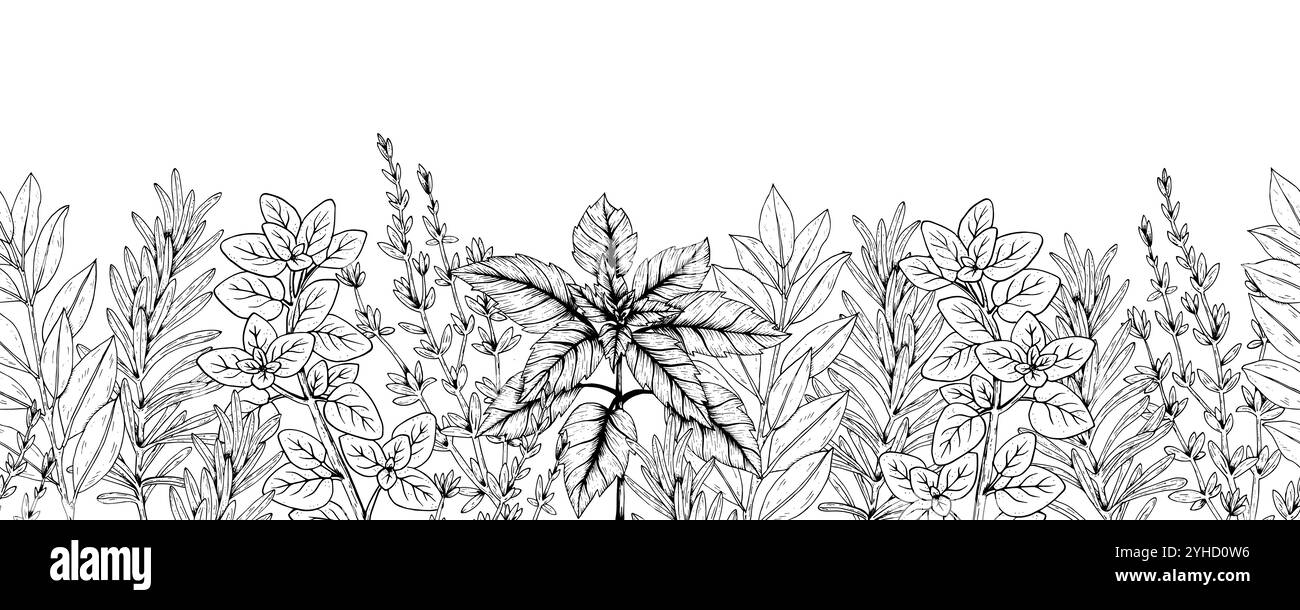 Grafik Vektor botanisches nahtloses horizontales Muster mit Rosmarin, Thymian, Basilikum, Lorbeer, Oregano. Schwarzer Streifen mit Kräutern und Gewürzen. Zwei Versi Stock Vektor