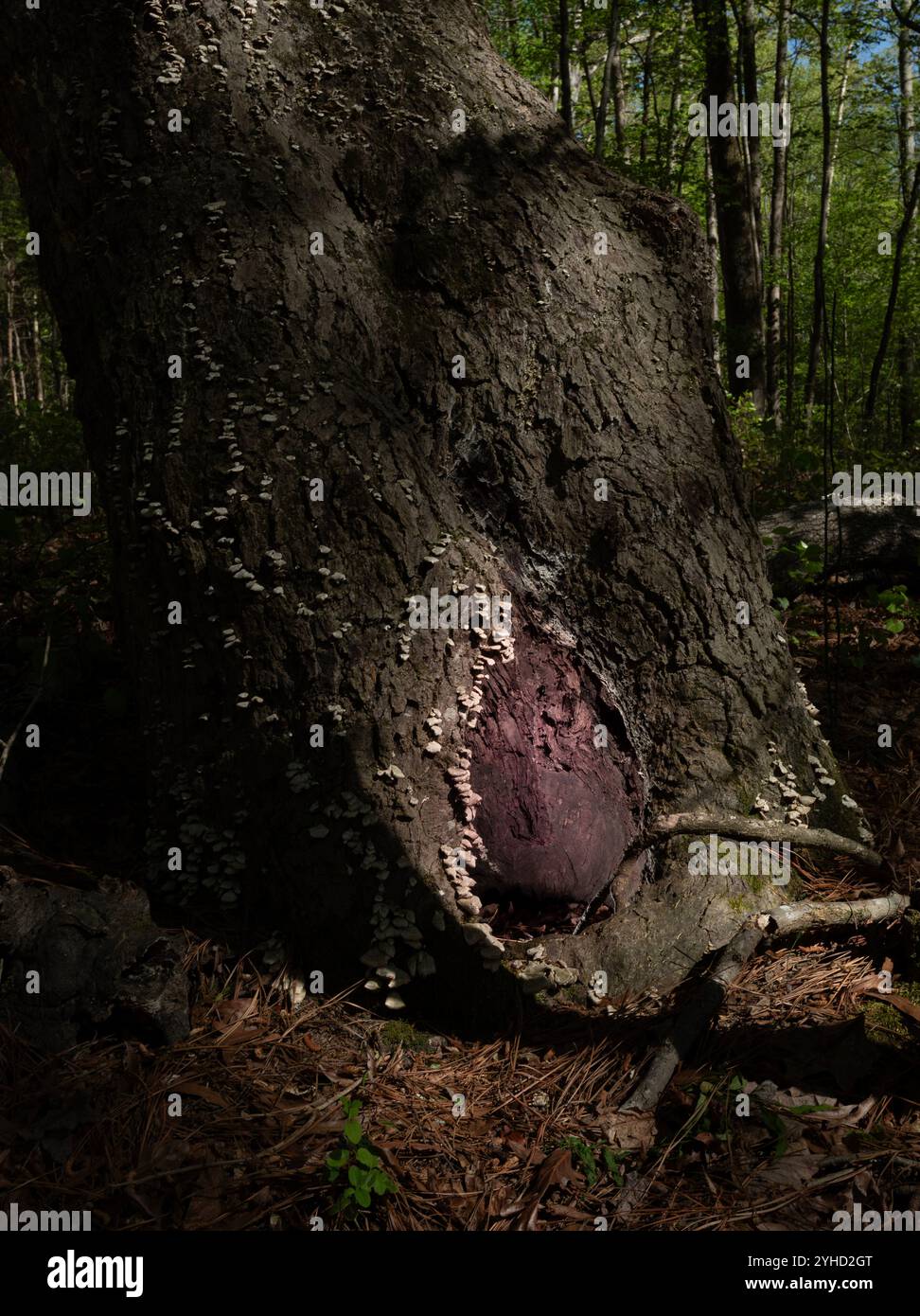 Ein hohler Baum in der Nähe des Jordan Lake in North Carolina mit rötlichem Glanz, der aus einem Loch kommt, das gruselig aussieht. Stockfoto