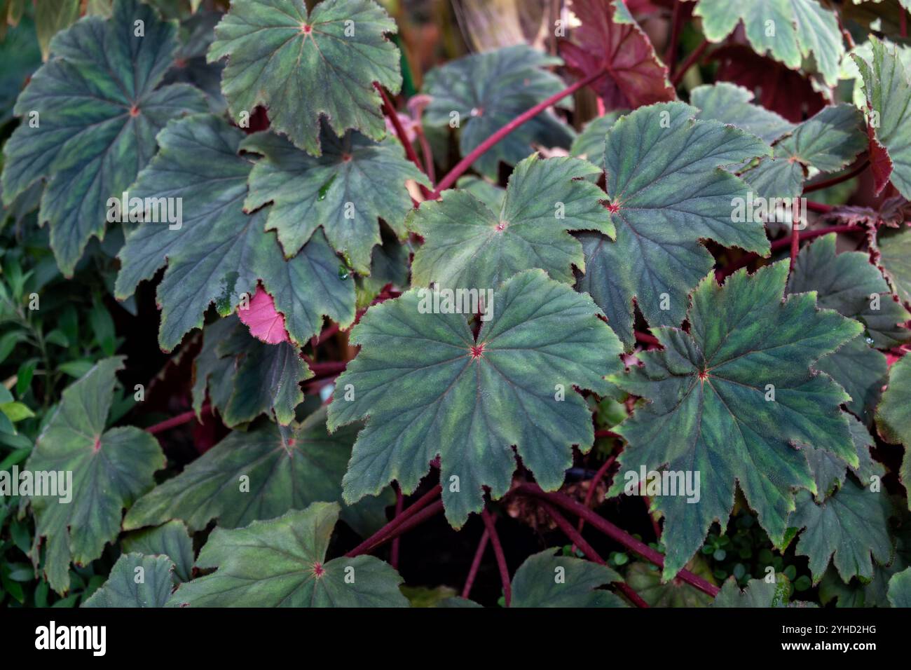Eine von vielen Arten von Zierblattbegonia mit mattgrünen Blättern und violetten Stielen Stockfoto