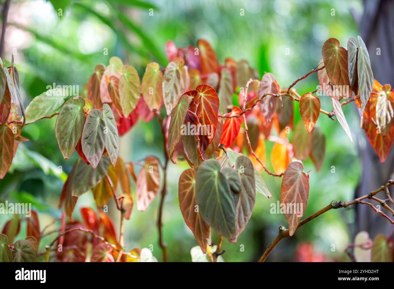 Begonia dietrichiana ist eine buschige Pflanze mit attraktivem Laub und kleinen, glatten Blättern Stockfoto