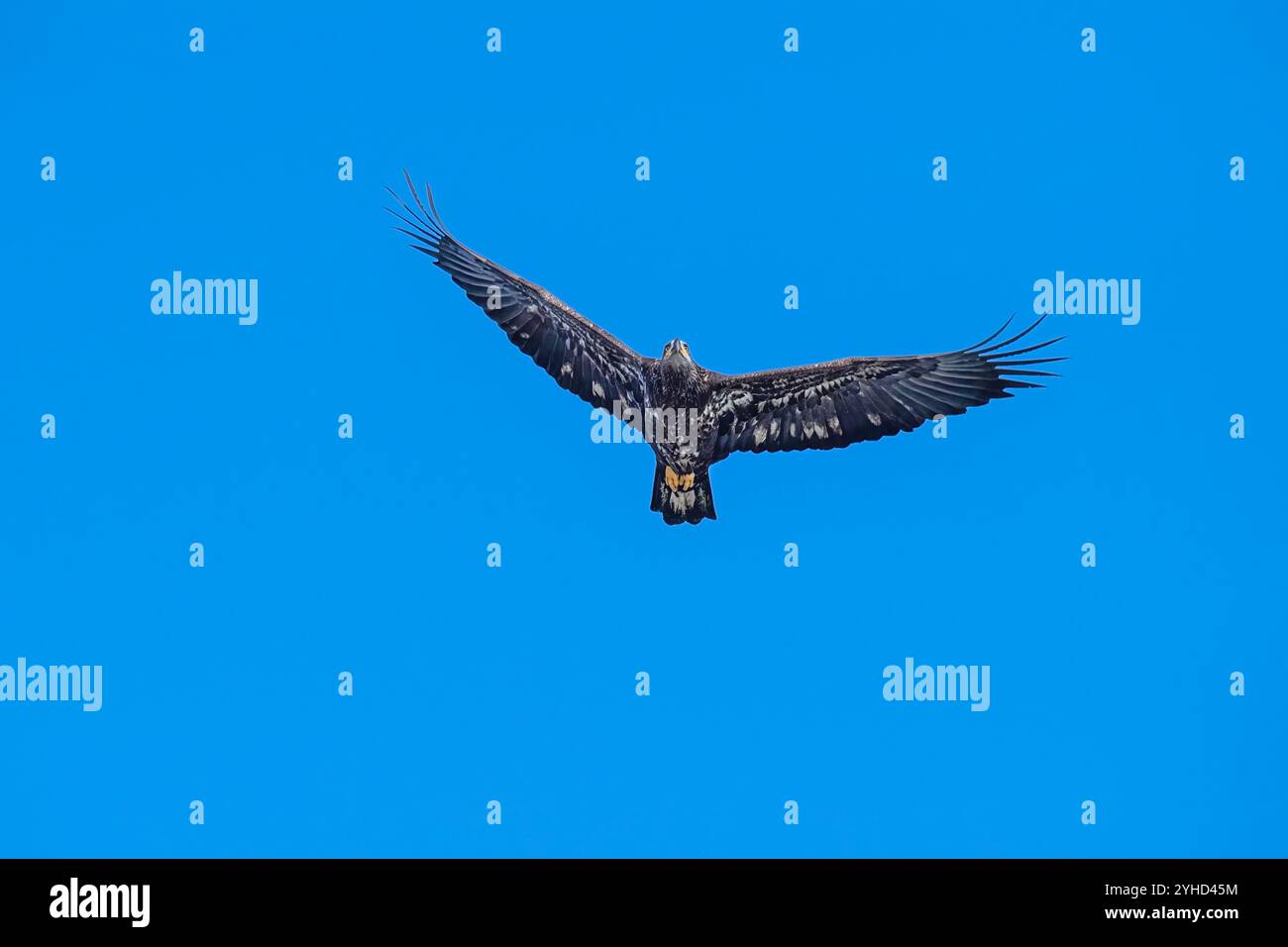 Junger amerikanischer Bad Eagle im Flug mit hellblauem Himmel Stockfoto