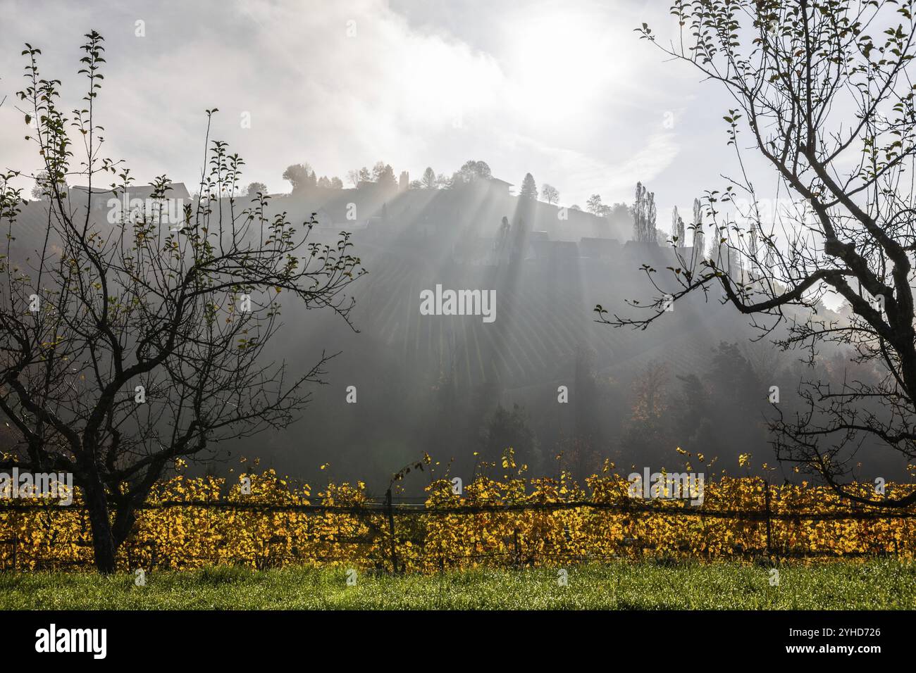 Herbstatmosphäre, Morgensonne über Weinberg im Nebel, Hintergrundaufnahme, St. Andrae-Hoech, Sausal, Steiermark, Österreich, Europa Stockfoto