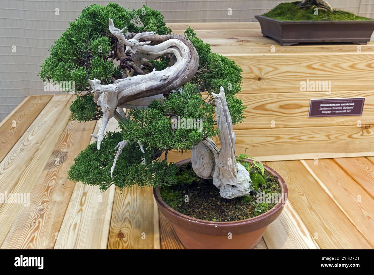 Bonsai, chinesischer wacholder (Juniperus chinensis). Alter, ca. 100 Jahre. Ausstellung von Bonsai in Aptekarski Ogorod (ein Zweig des Botanischen Gartens von M Stockfoto