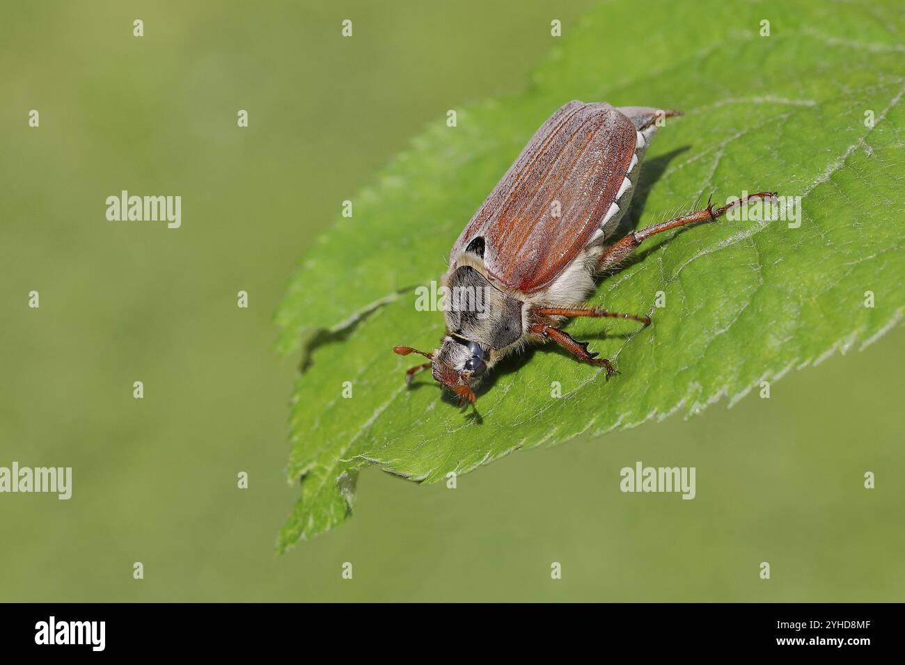 Cockchafer (Melolontha melolontha), Weibchen auf einem Blatt, Wilnsdorf, Nordrhein-Westfalen, Deutschland, Europa Stockfoto