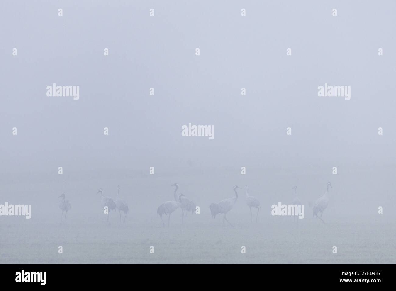 Nebelstimmung bei Marschau, Strauße auf einem Feld, Nebelstimmung, Marschau, Sachsen, Deutschland, Europa Stockfoto