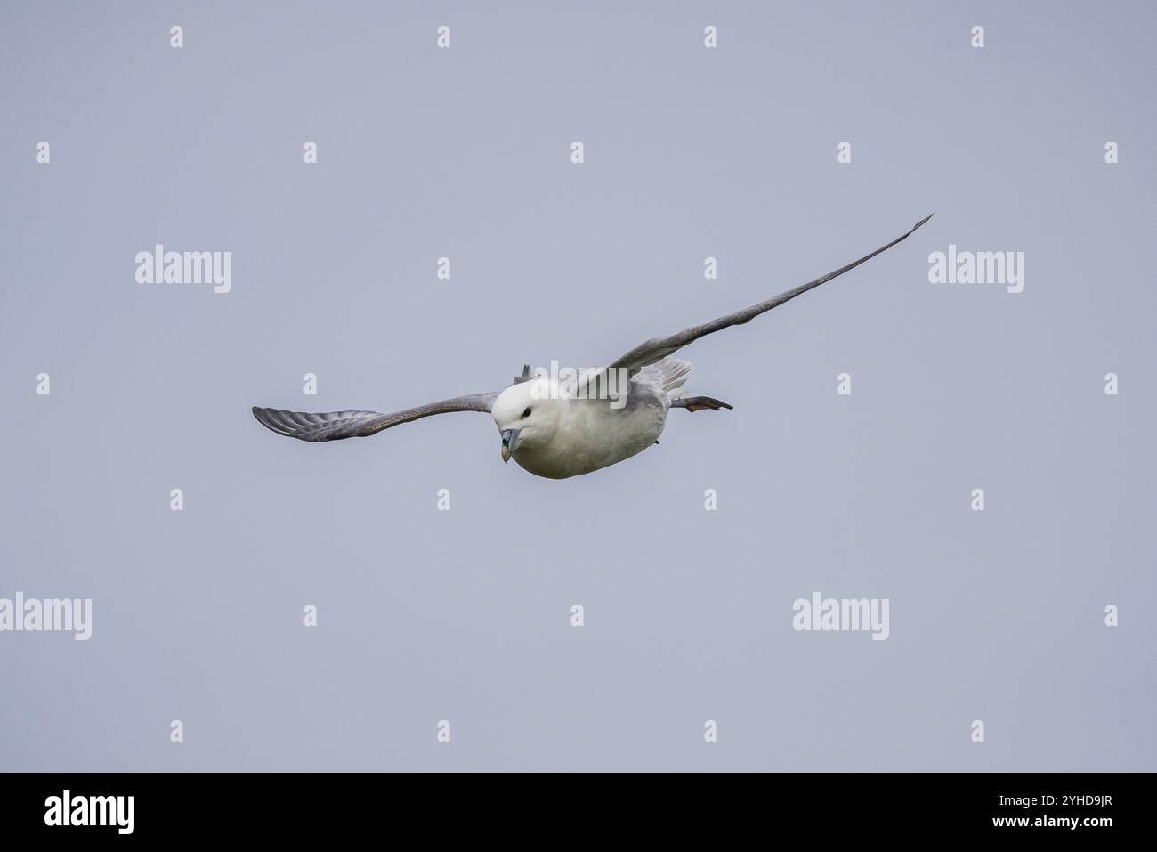 Nördlicher Fulmar im Flug, Fulmarus glazialis, Westray, Orkney-Inseln, Schottland, Großbritannien Stockfoto