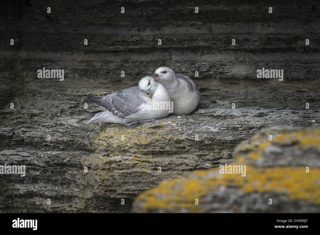 Fulmars, Sozialverhalten, Fulmarus glazialis, Westray, Orkney-Inseln, Schottland, Großbritannien Stockfoto