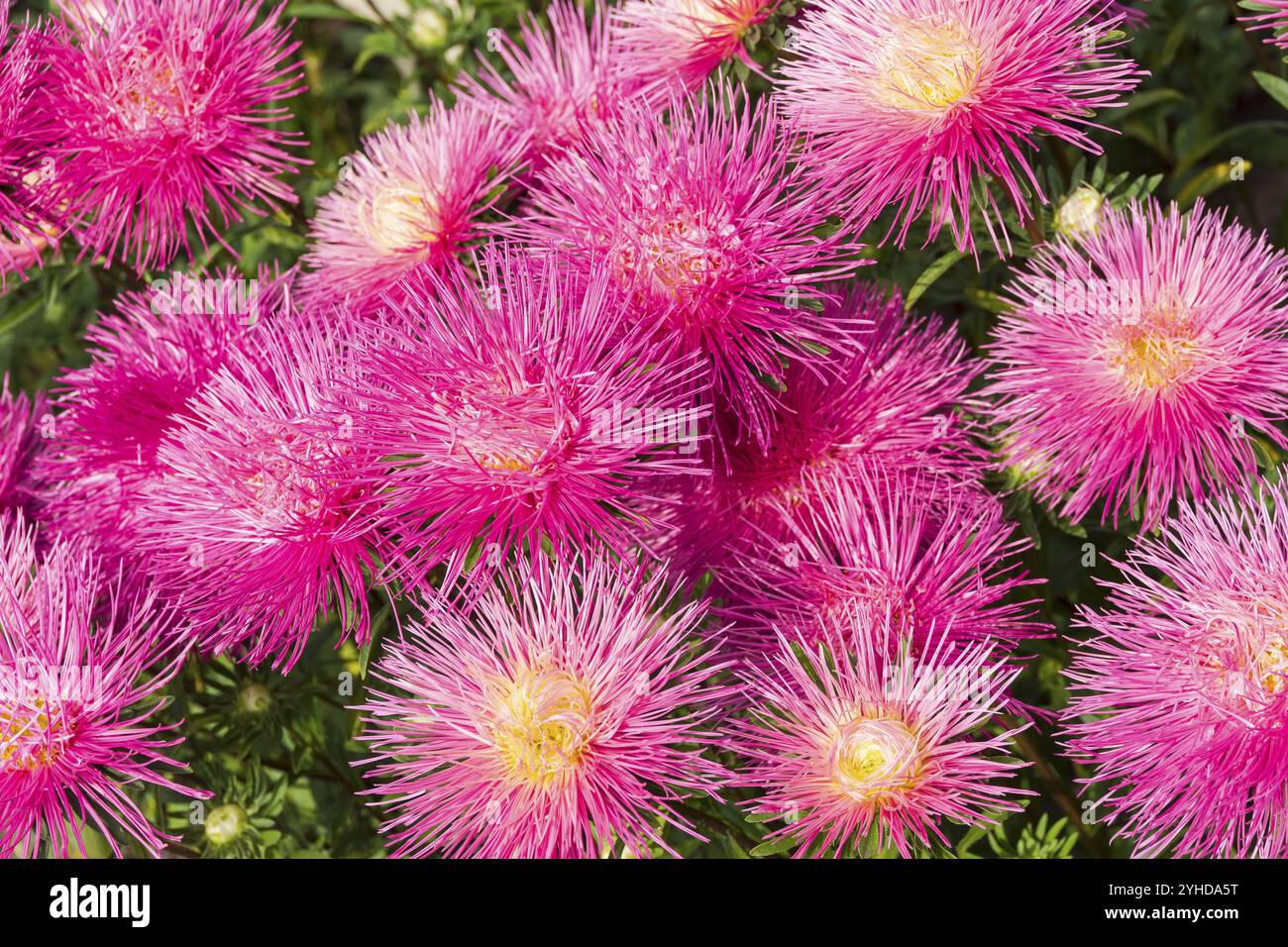 Hintergrund gebildet von wunderschönen blühenden violetten Astern Stockfoto