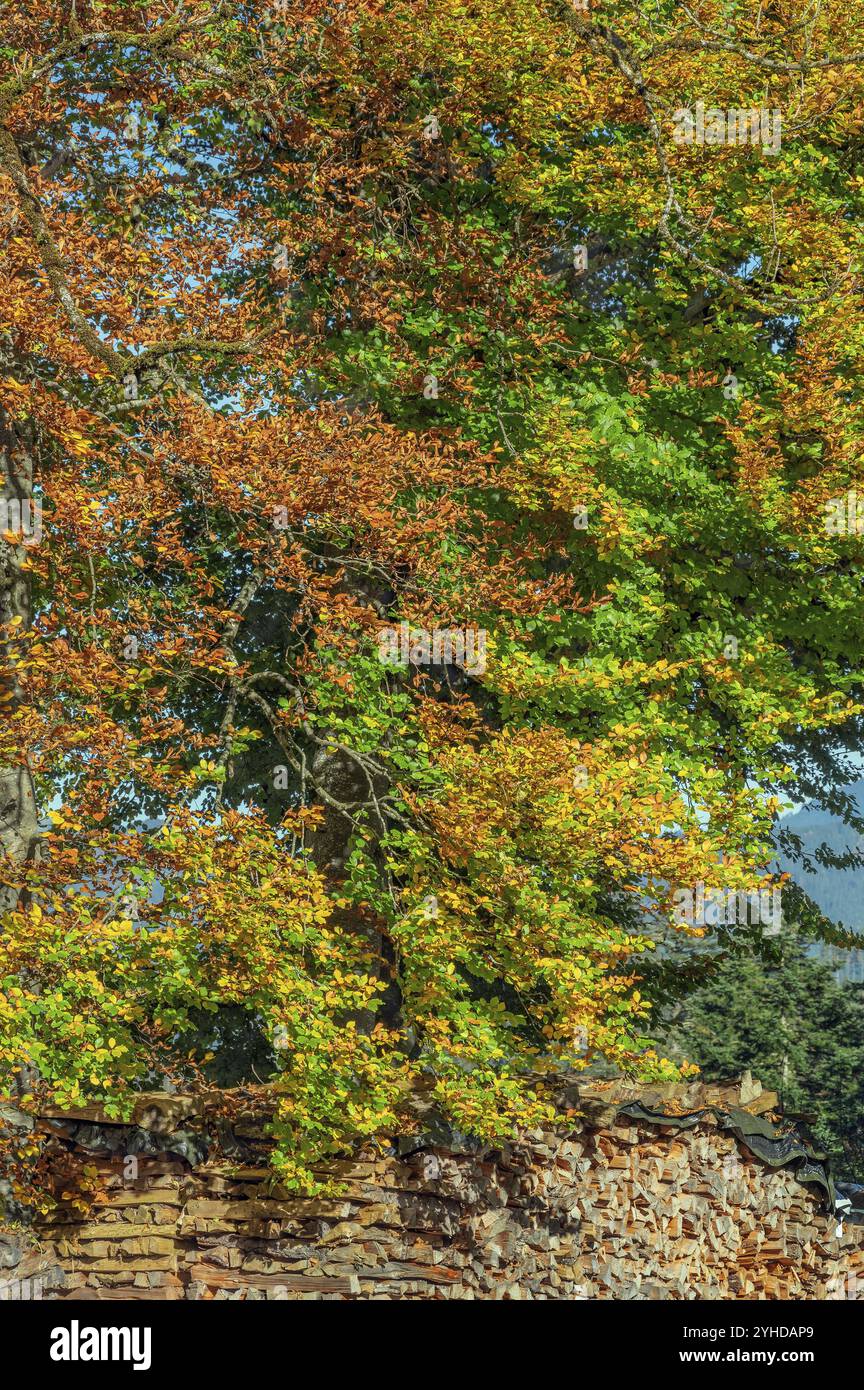 Herbstlaub und Holzhaufen, blauer Himmel, bei Ofterschwang, Allgaeu, Bayern, Deutschland, Europa Stockfoto