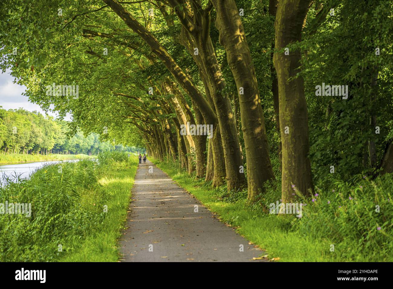 Ein schattiger, friedlicher Weg gesäumt von hohen Bäumen unter einem grünen Baldachin, Radweg entlang der Ems bei Meppen Stockfoto