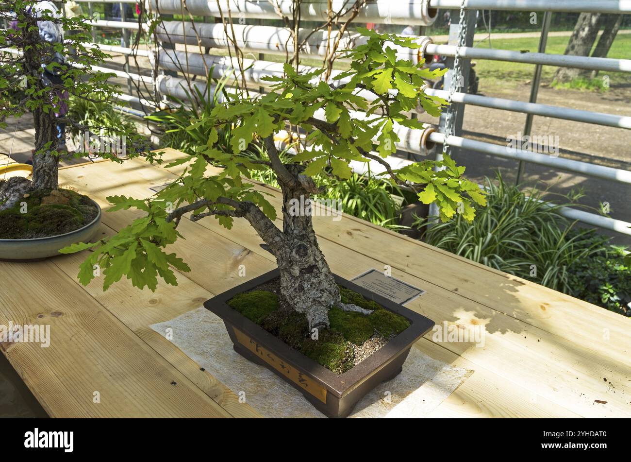 Bonsai eichen -Fotos und -Bildmaterial in hoher Auflsung  Alamy