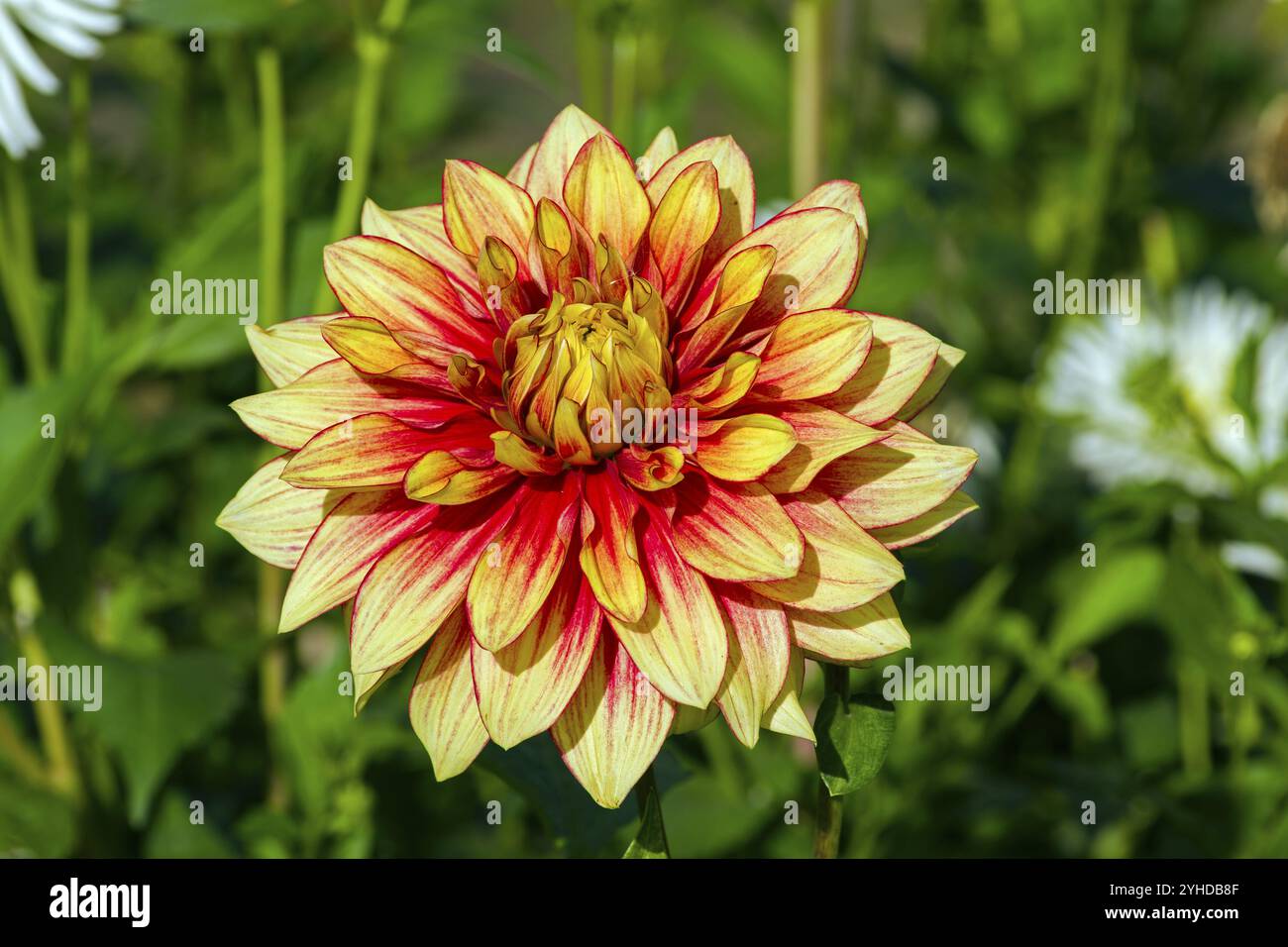 Schöne rote und gelbe Dahlien auf einem Hintergrund aus grünem Laub. Sonniger Tag Ende September Stockfoto