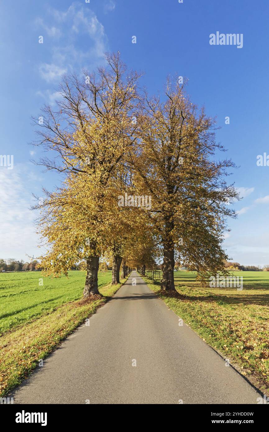 Lindenallee mit blauem Himmel bei Bargfeld-Stegen in Schleswig-Holstein im Herbst. Winterlinde (Tilia cordata). Avenue oder allee des kleinen Urlaubs Stockfoto