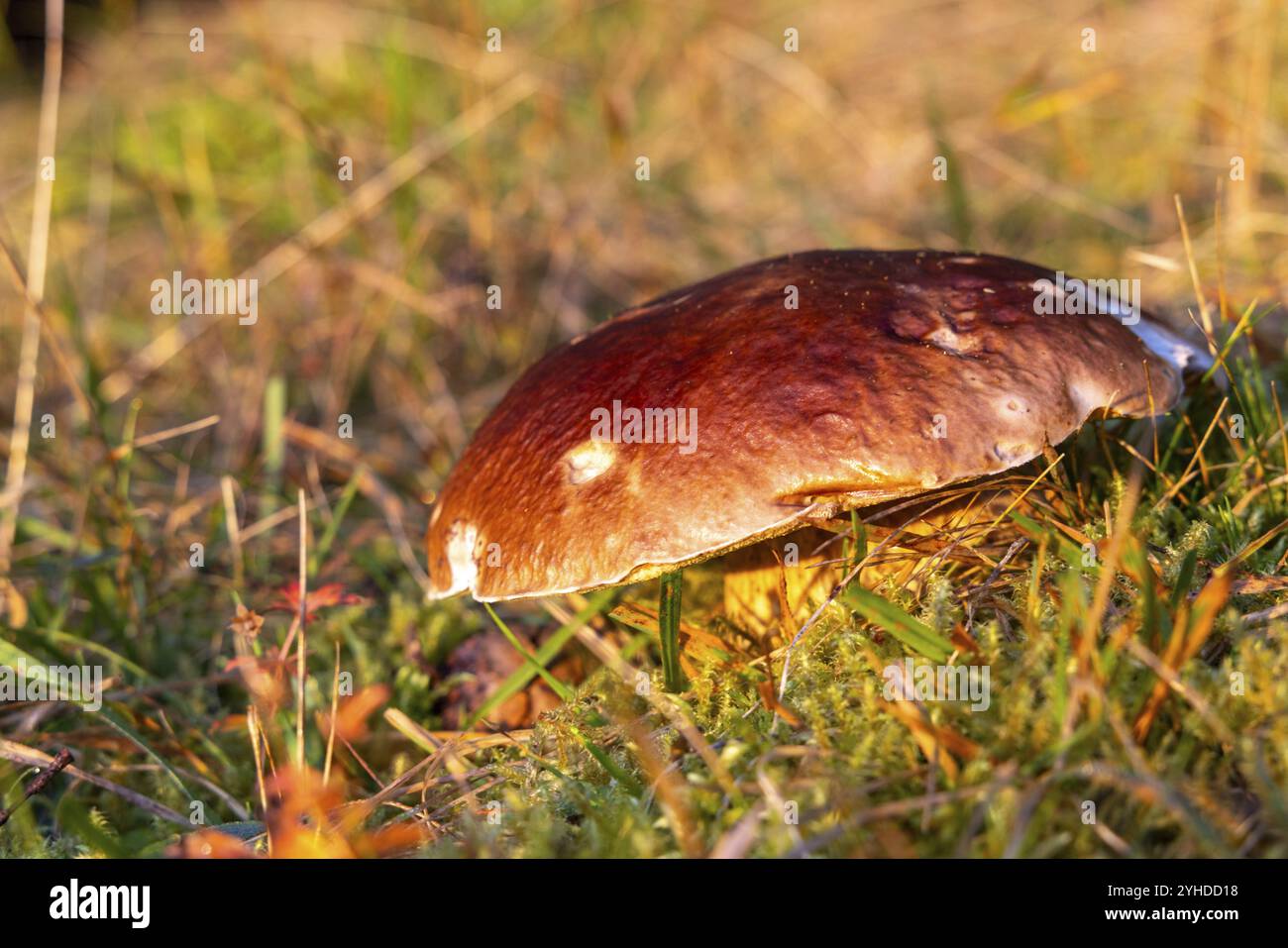 Steinpilz (Boletus) auf dem Waldboden Stockfoto