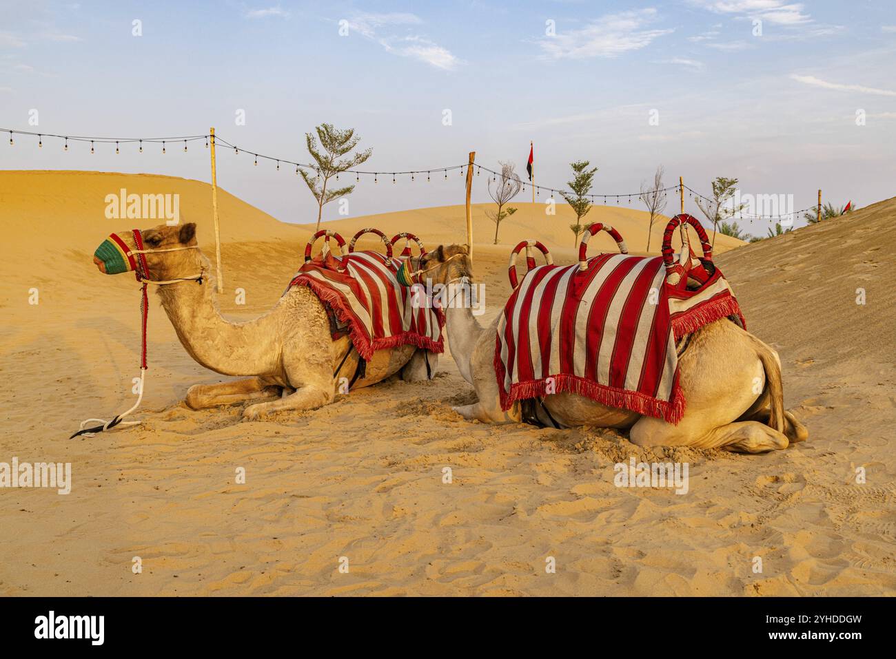 Kamele mit Sattel zwischen Dünen, Wüstentour, Dubai, Vereinigte Arabische Emirate, Asien Stockfoto