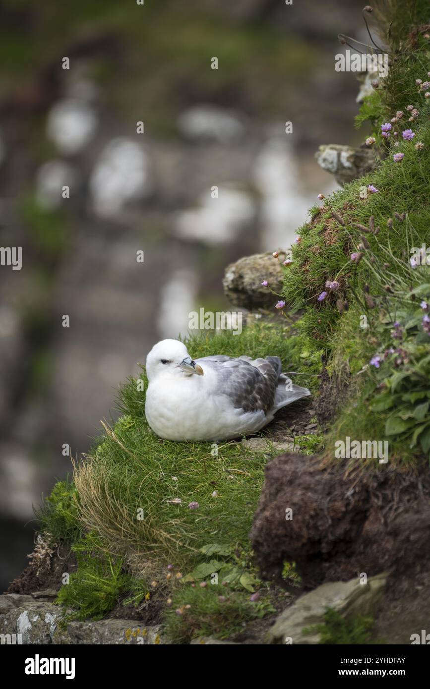 Nördliche Fulmar, Fulmarus glazialis, Westray, Orkney-Inseln, Schottland, Großbritannien Stockfoto