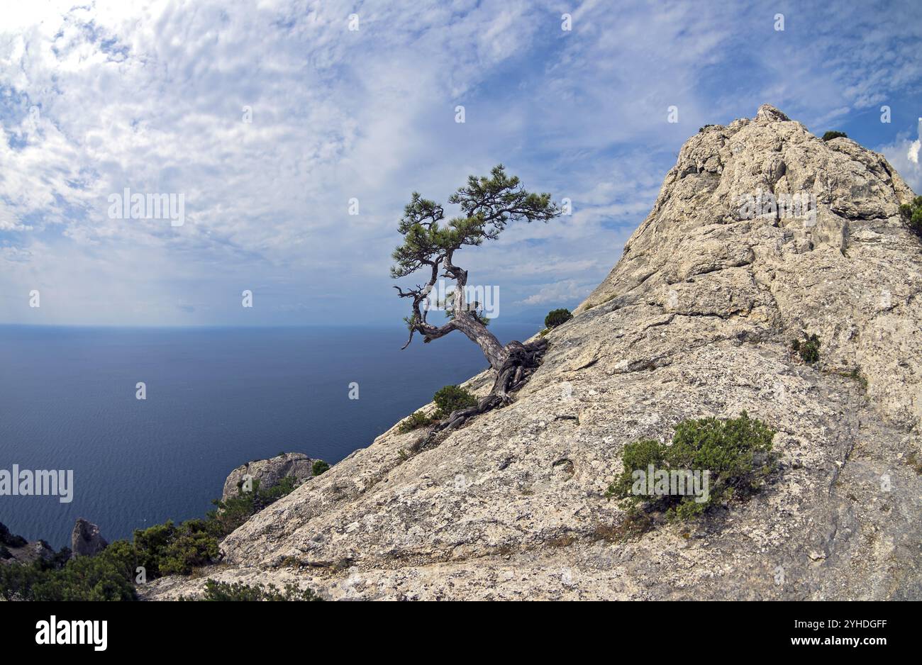 Relikte Kiefer auf dem Berggipfel vor dem Hintergrund des Meeres. Krim Stockfoto