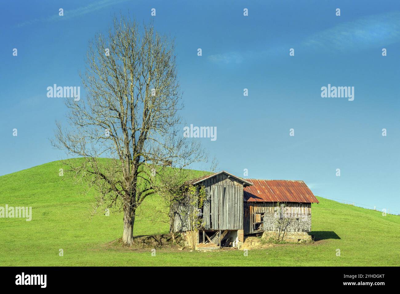 Alte Scheune, grüne Wiesen, blauer Himmel, bei Ofterschwang, Allgaeu, Bayern, Deutschland, Europa Stockfoto