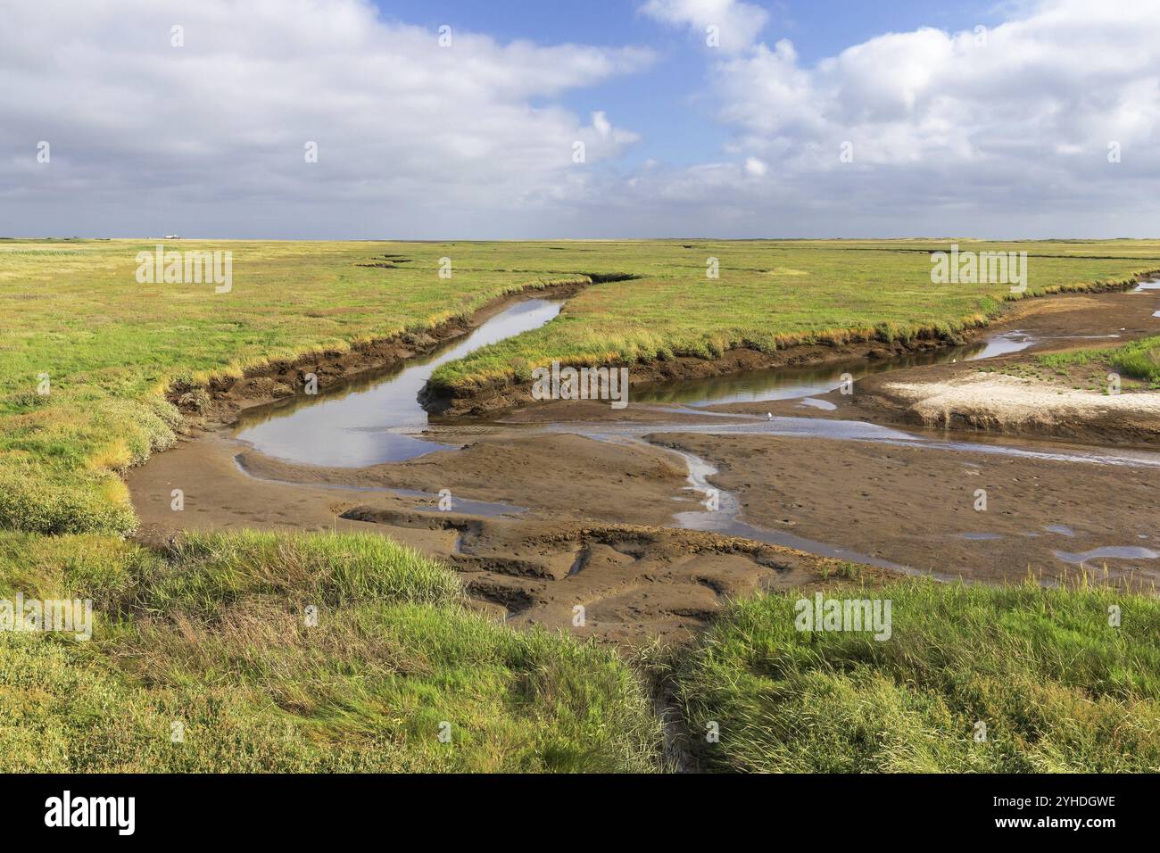 Salzwiesen mit Gezeitenlage bei Ebbe in Nordfriesland an der Nordseeküste bei Sankt Peter-Ording. Die Salzwiesen bei Sankt Peter-Ording sind PA Stockfoto