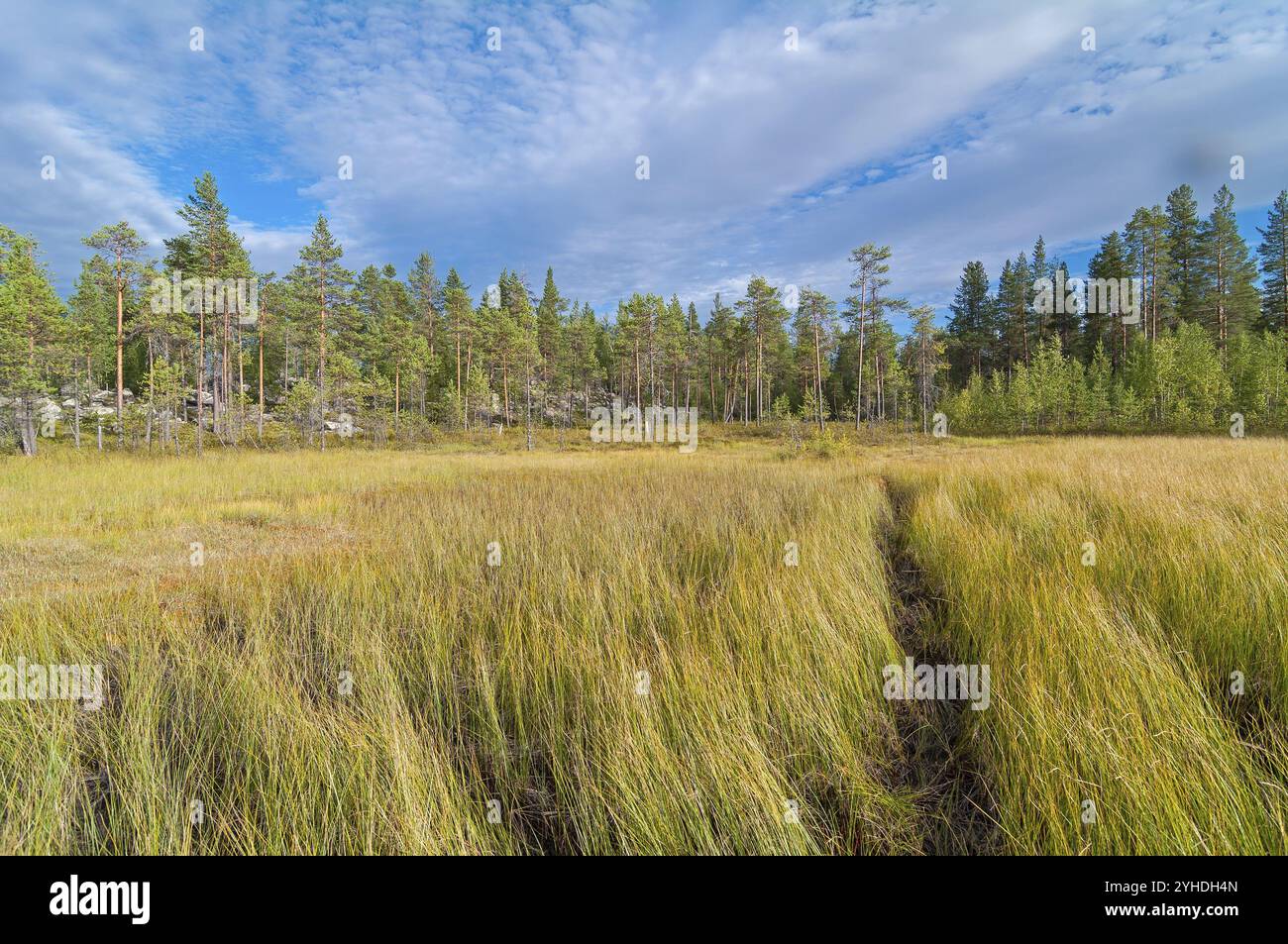 Der Weg durch die sumpfige Wiese am Waldrand. Karelien, Russland, Europa Stockfoto