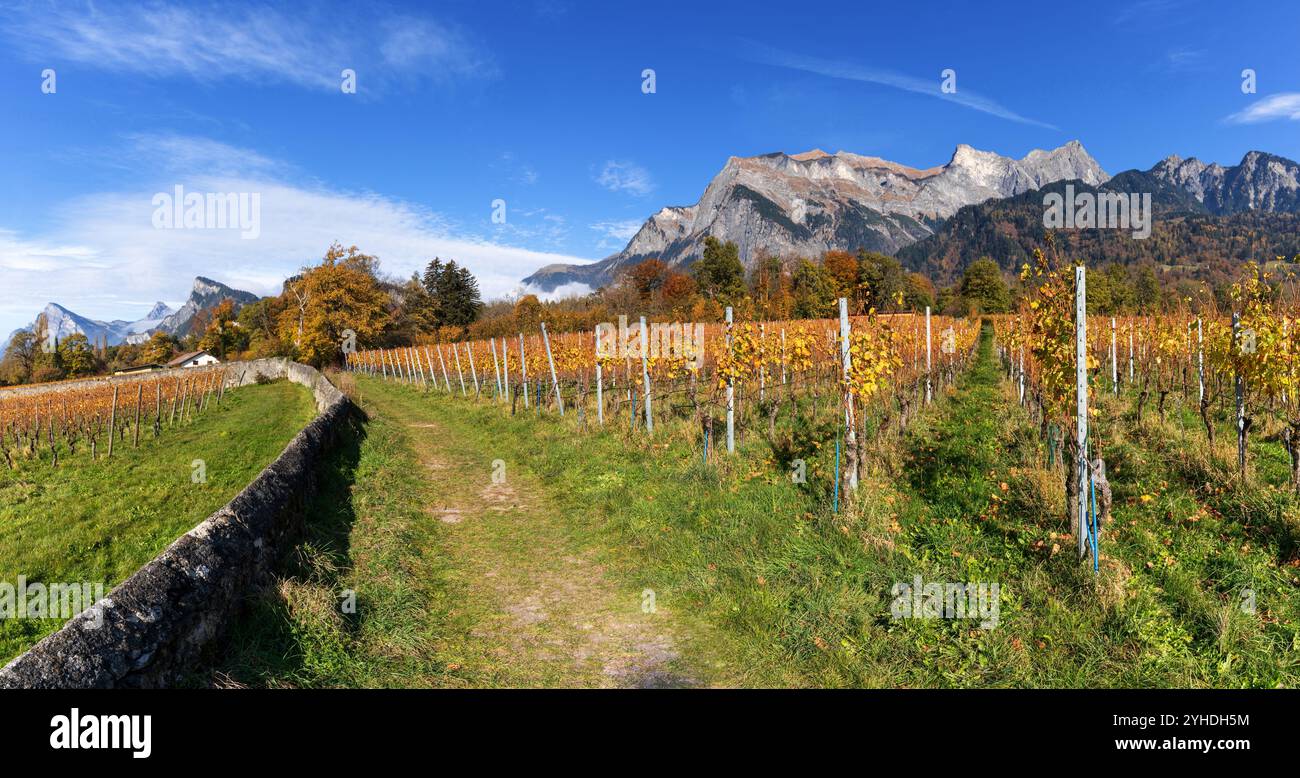 Ein Wanderweg führt im Herbst durch die Weinberge des Dorfes Maienfeld mit hohen Bergen dahinter Stockfoto