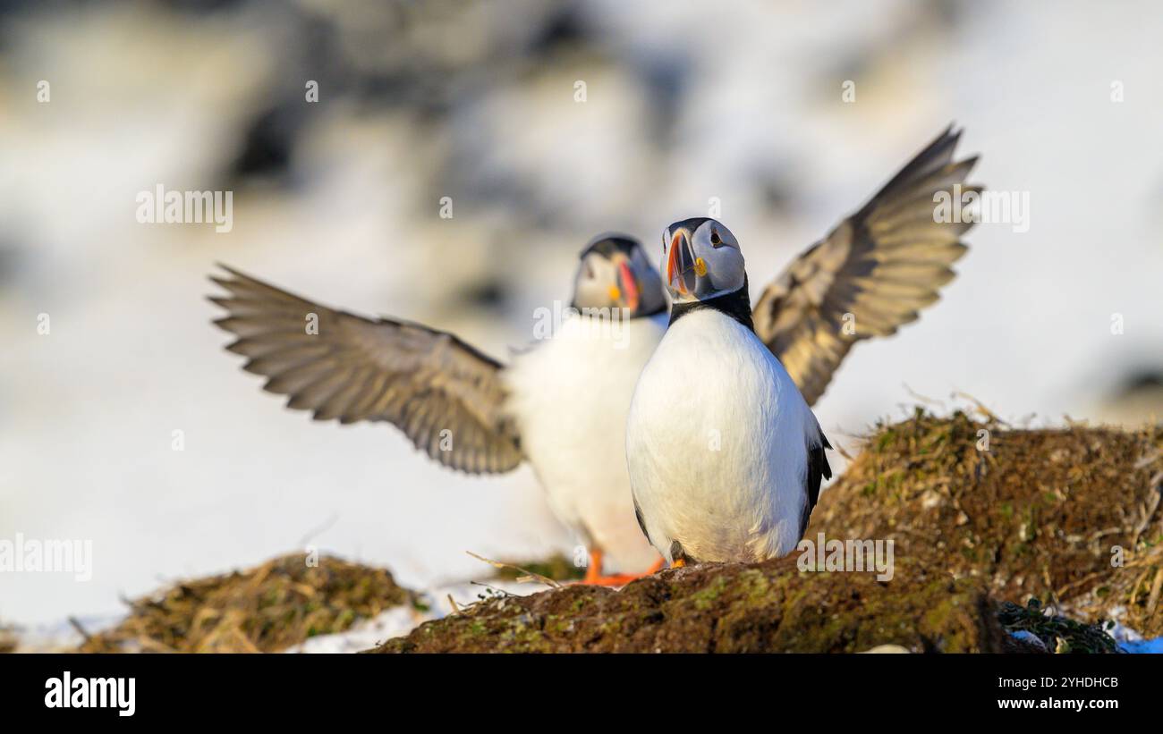 Atlantischer Papageitaucher (Fraterkula arctica) auf der Insel Hornøya, Norwegen Stockfoto