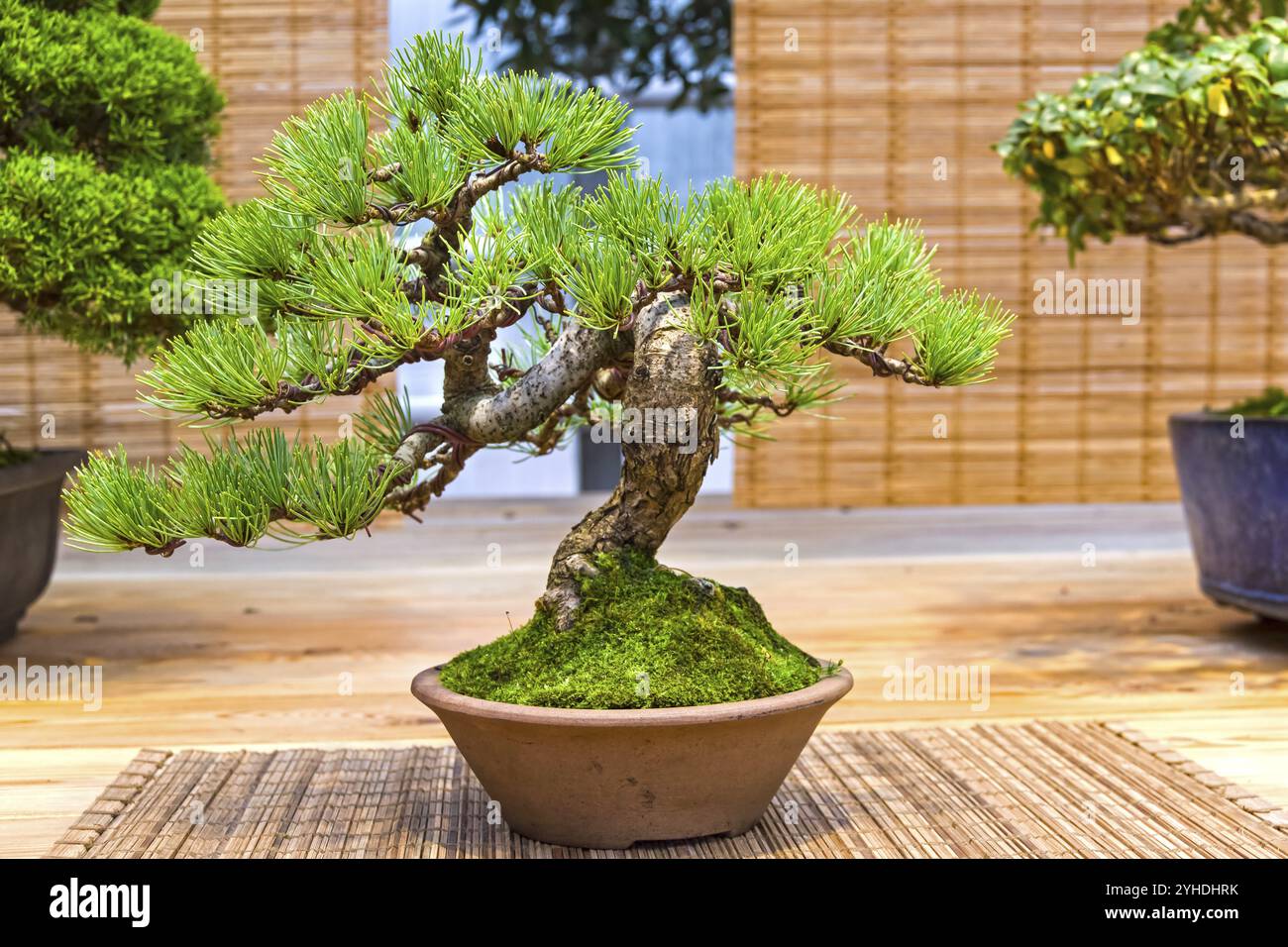 Bonsai, Japanische Weißkiefer (Pinus parviflora). Alter, etwa 20 Jahre. Ausstellung von Bonsai in Aptekarski Ogorod (ein Zweig des Botanischen Gartens von M Stockfoto