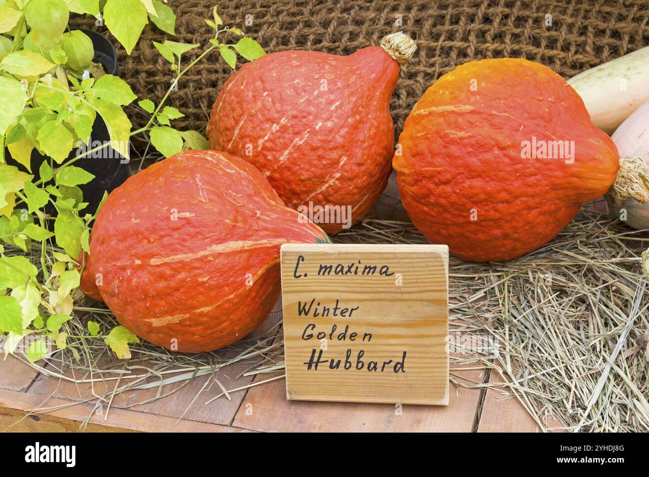 Herbstausstellung für landwirtschaftliche Erzeugnisse. Kürbis (Cucurbita maxima) der Sorte Winter Golden Hubbard Stockfoto